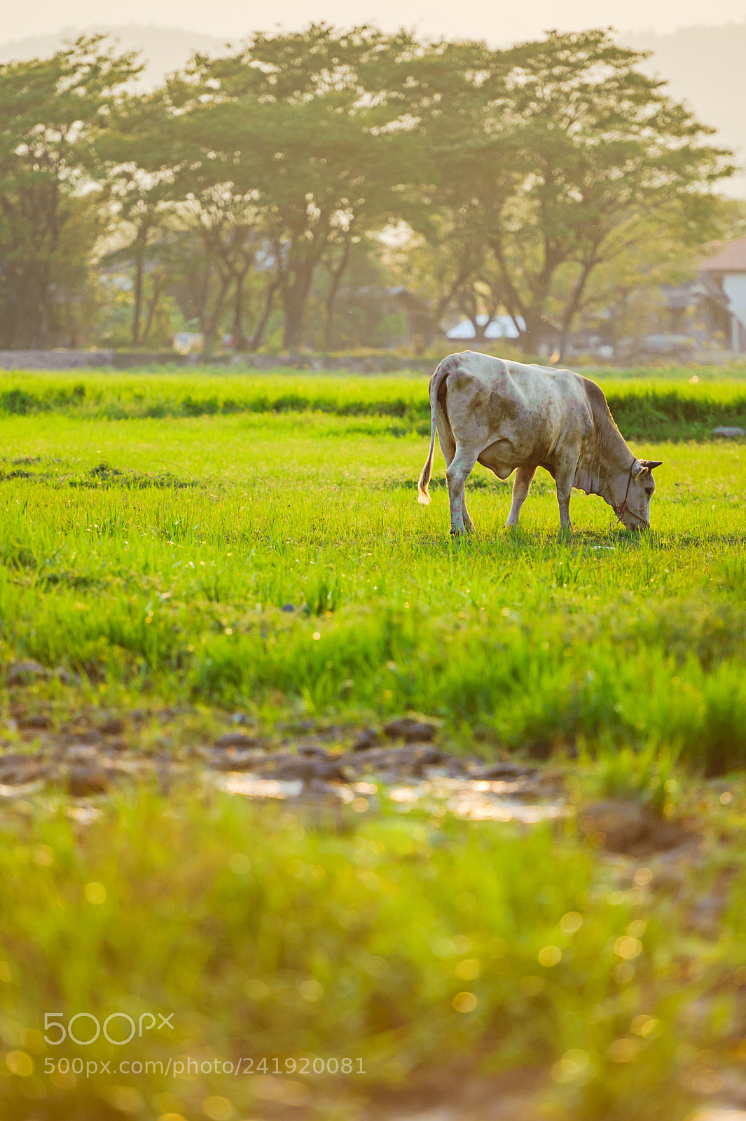 Nikon D700 sample photo. Cow on farmland photography