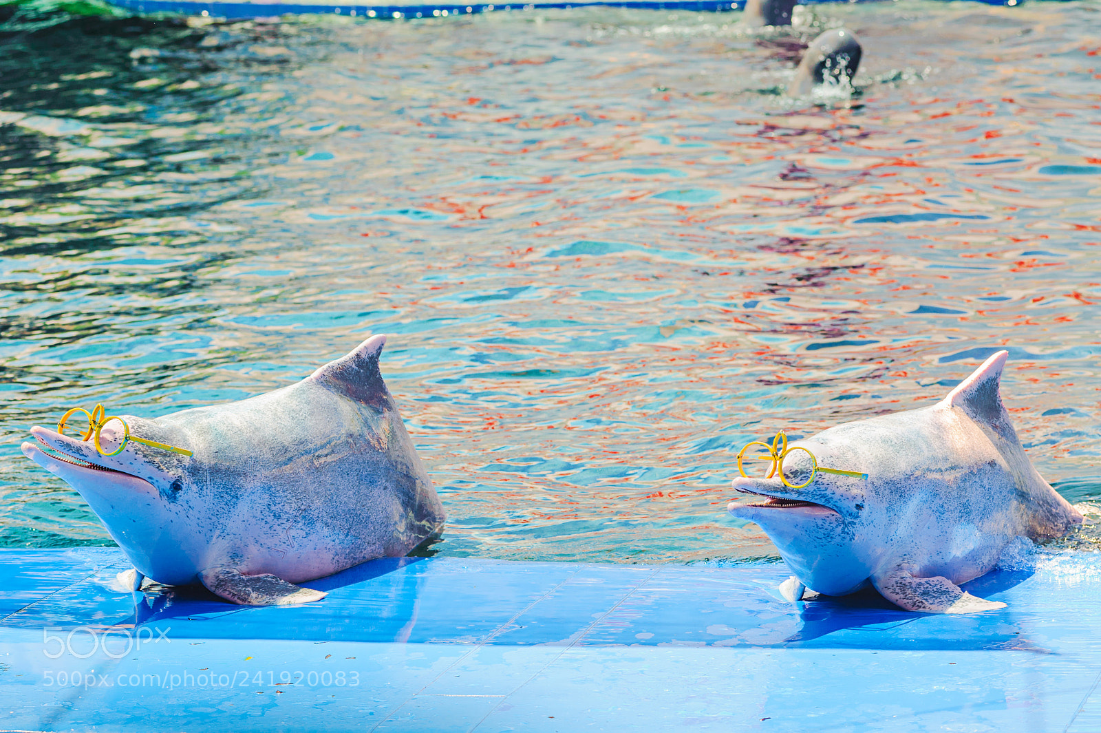 Nikon D700 sample photo. Funny dolphin photography
