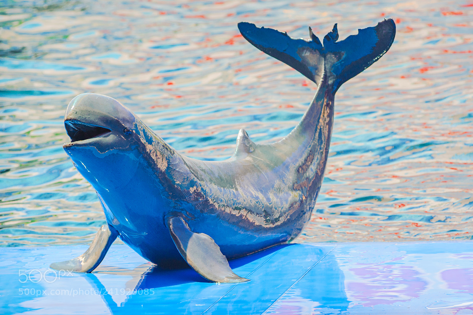 Nikon D700 sample photo. Funny dolphin photography