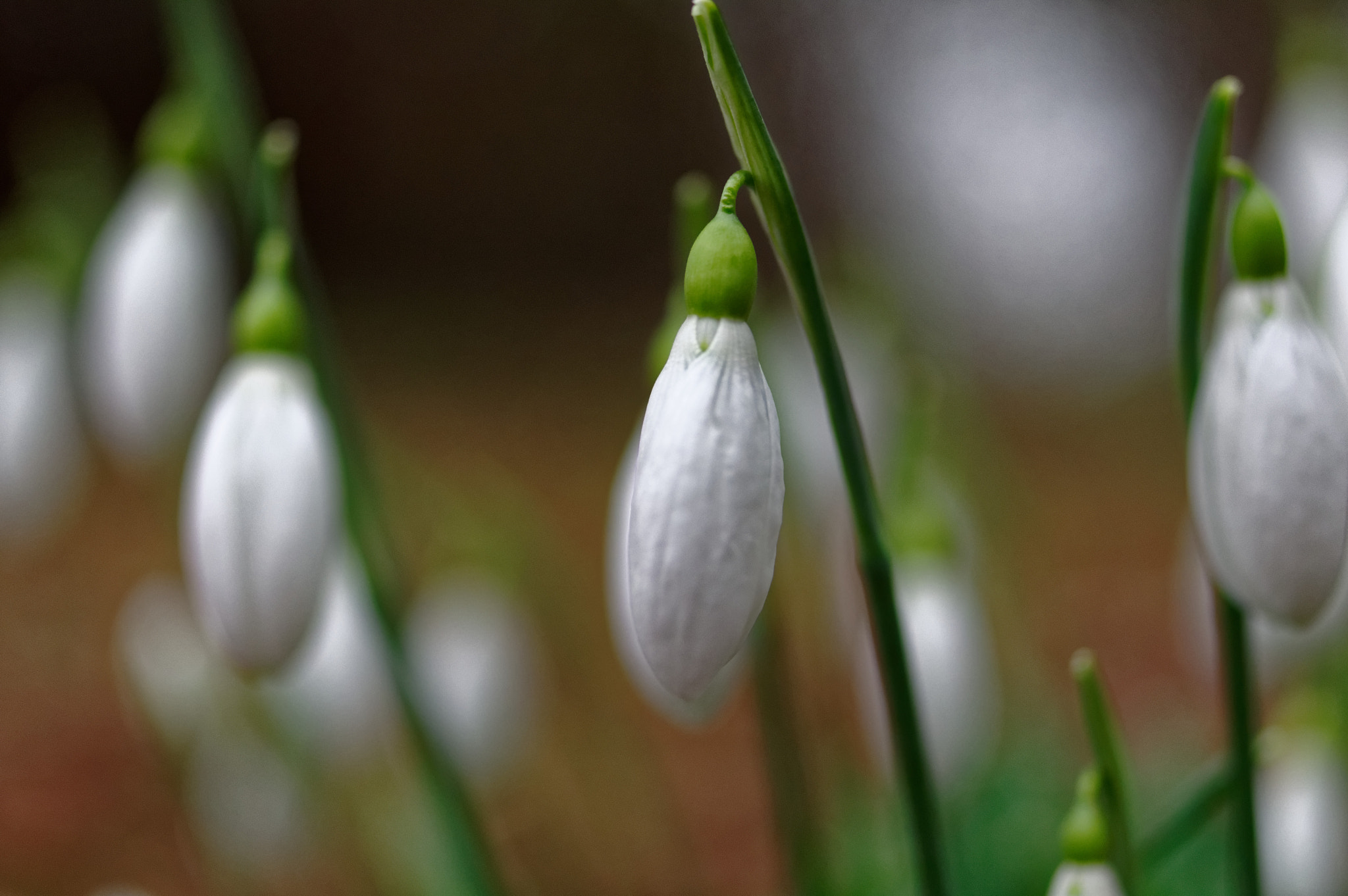 Pentax smc D-FA 50mm F2.8 Macro sample photo. 50mm macro, snow drops. photography