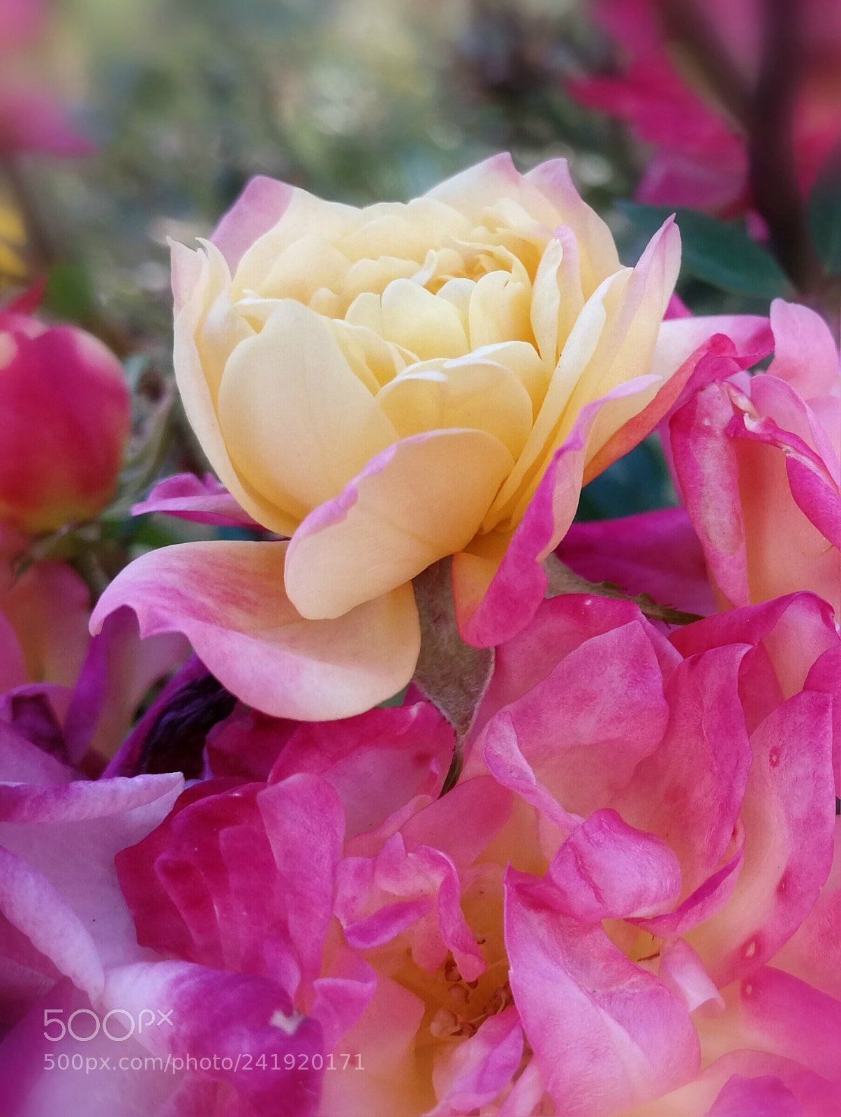 HUAWEI P10 sample photo. Winter rose photography