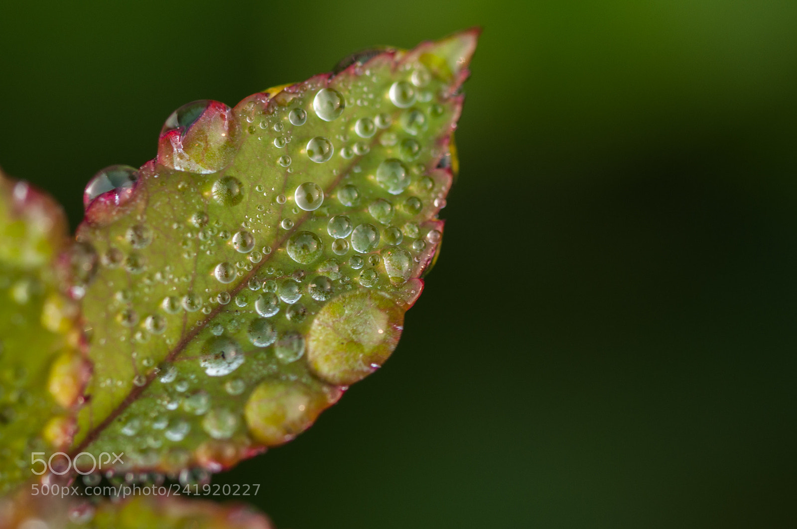 Nikon D90 sample photo. Pearly dew drops photography