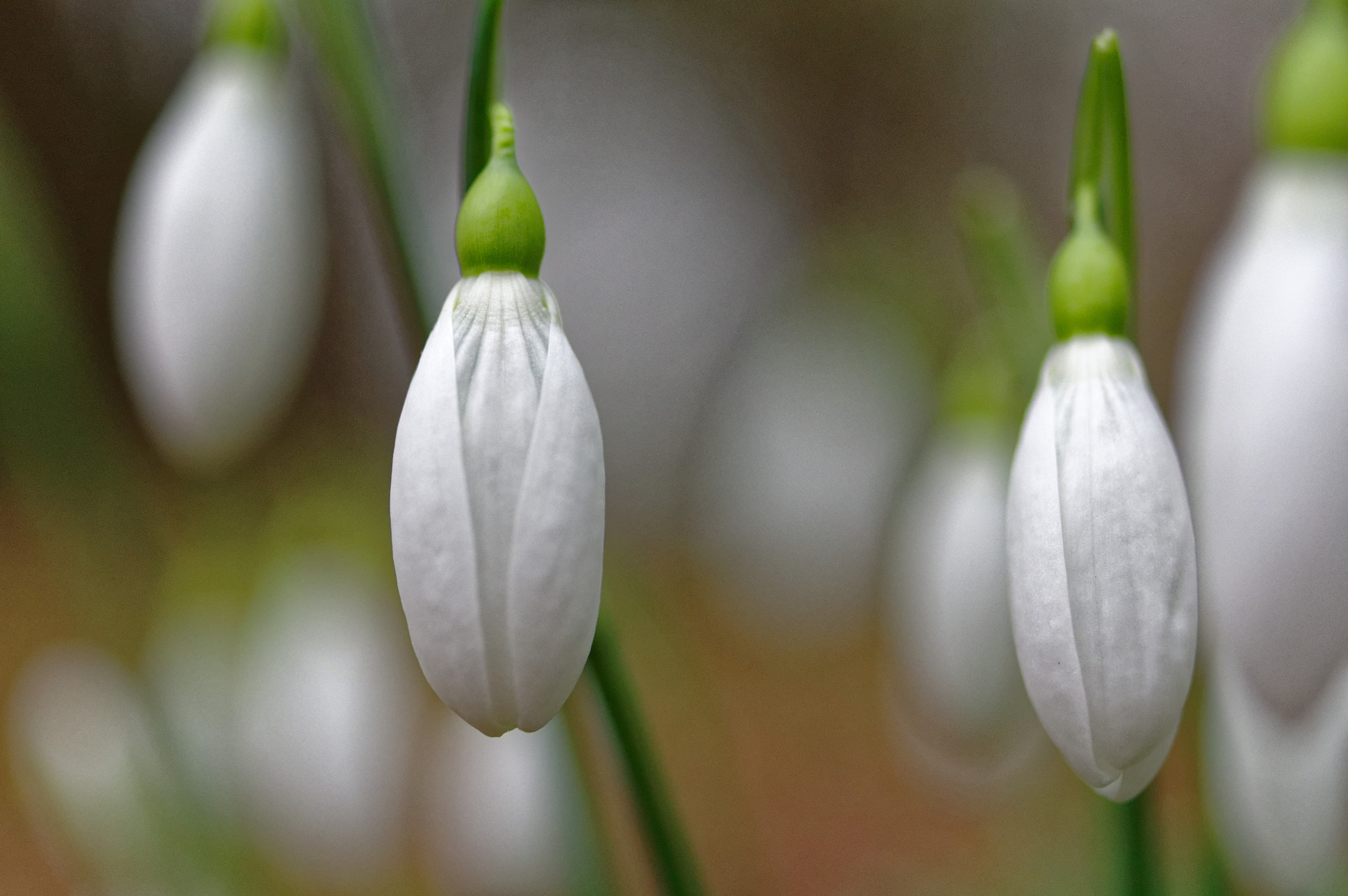 Pentax K-3 II + Pentax smc D-FA 50mm F2.8 Macro sample photo. 50mm macro, snow drops. photography