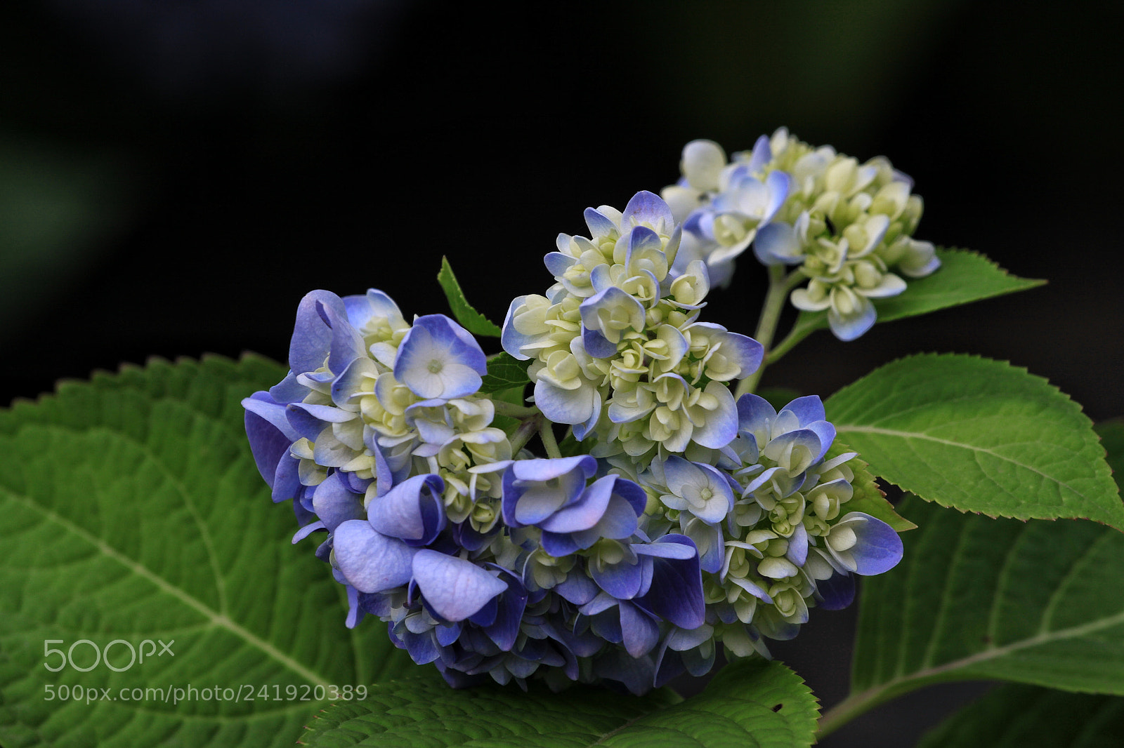 Canon EOS 50D sample photo. Untitled photography