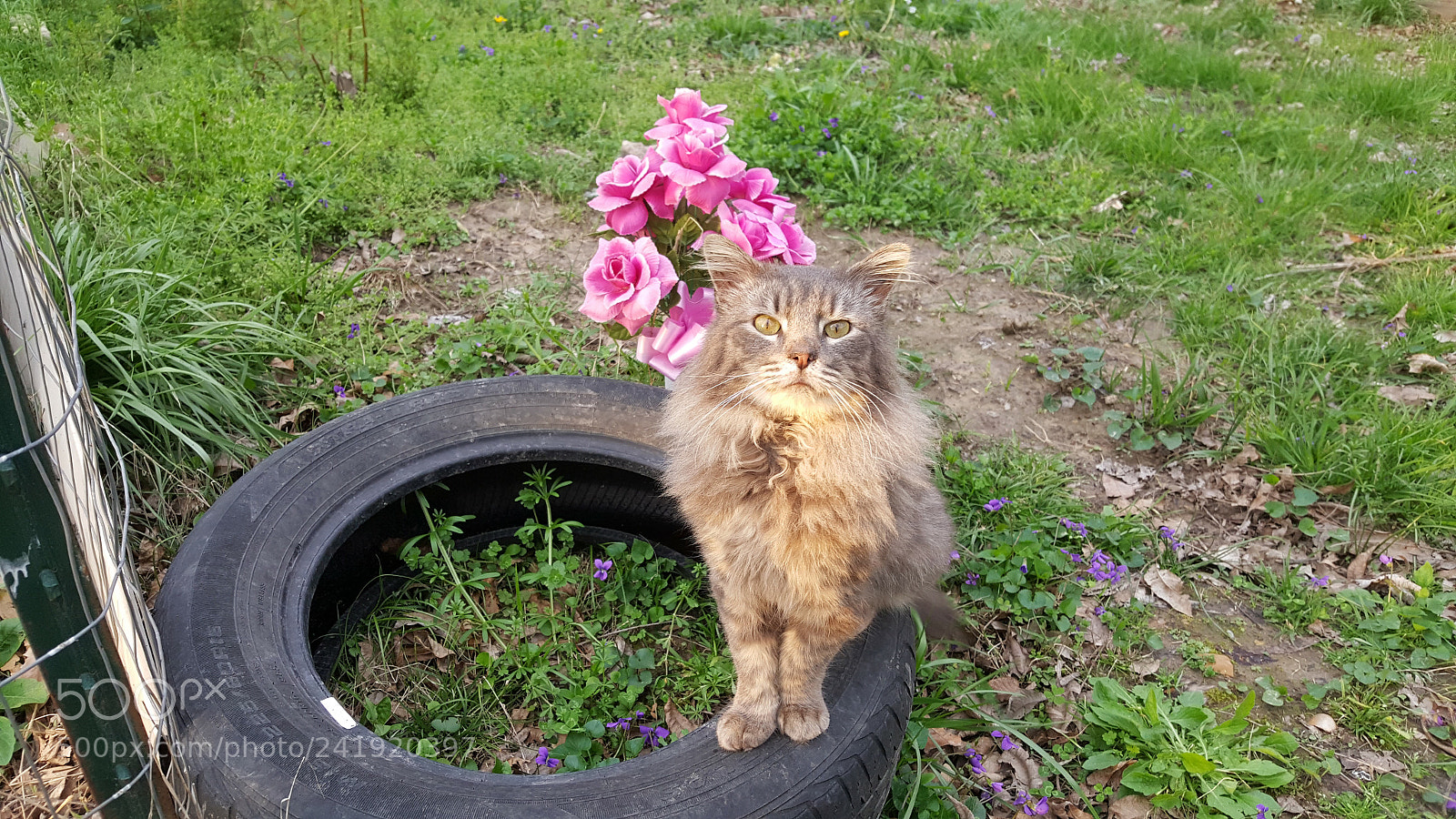 Samsung Galaxy S6 sample photo. Jc in the backyard photography