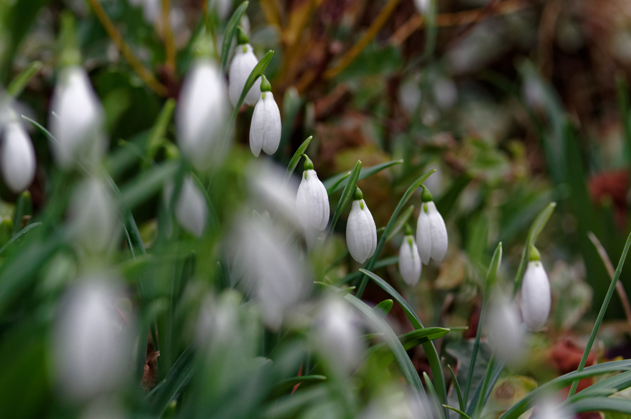 Pentax smc D-FA 50mm F2.8 Macro sample photo. 50mm macro, snow drops. photography