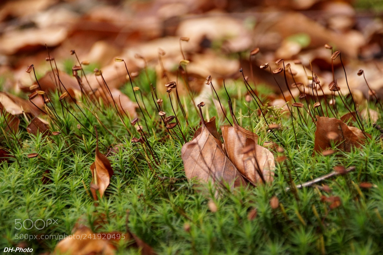 Sony ILCA-77M2 sample photo. Golden maidenhair moss photography