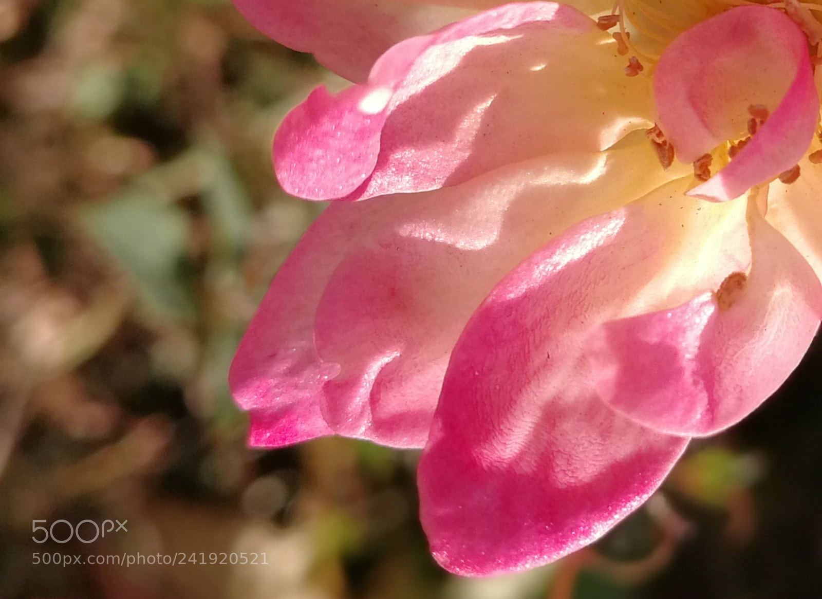 HUAWEI P10 sample photo. Crisp like a rose photography