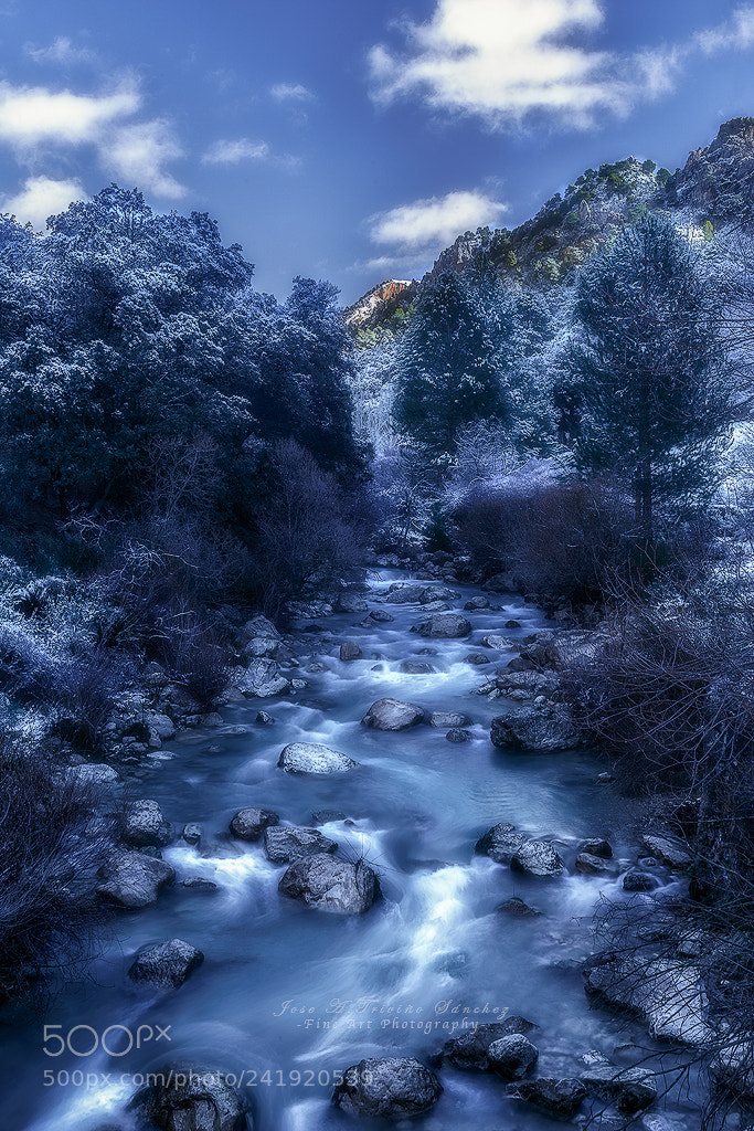 Nikon D800 sample photo. Winter in the forest photography