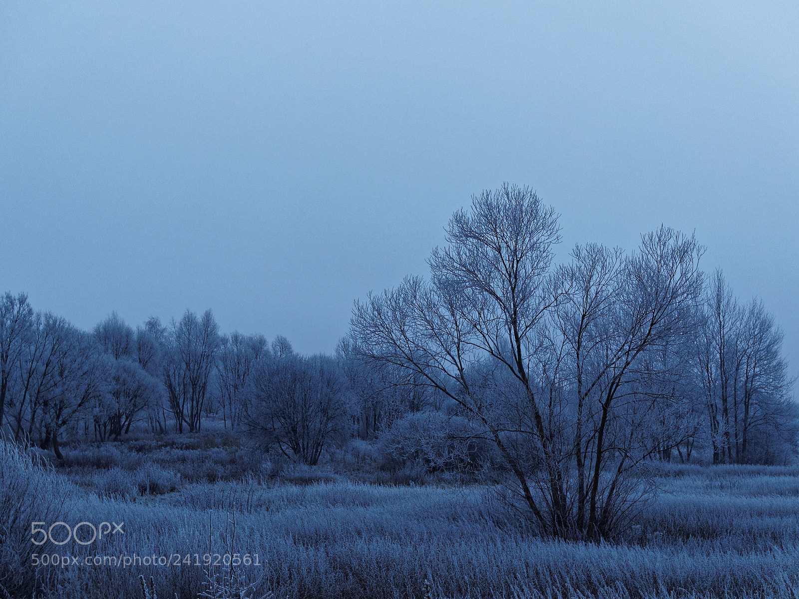 Olympus OM-D E-M10 sample photo. Frozen afternoon in bia photography