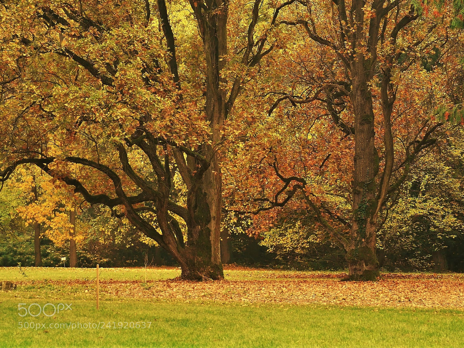 Panasonic Lumix DMC-GX85 (Lumix DMC-GX80 / Lumix DMC-GX7 Mark II) sample photo. Yellow-brown autumn photography