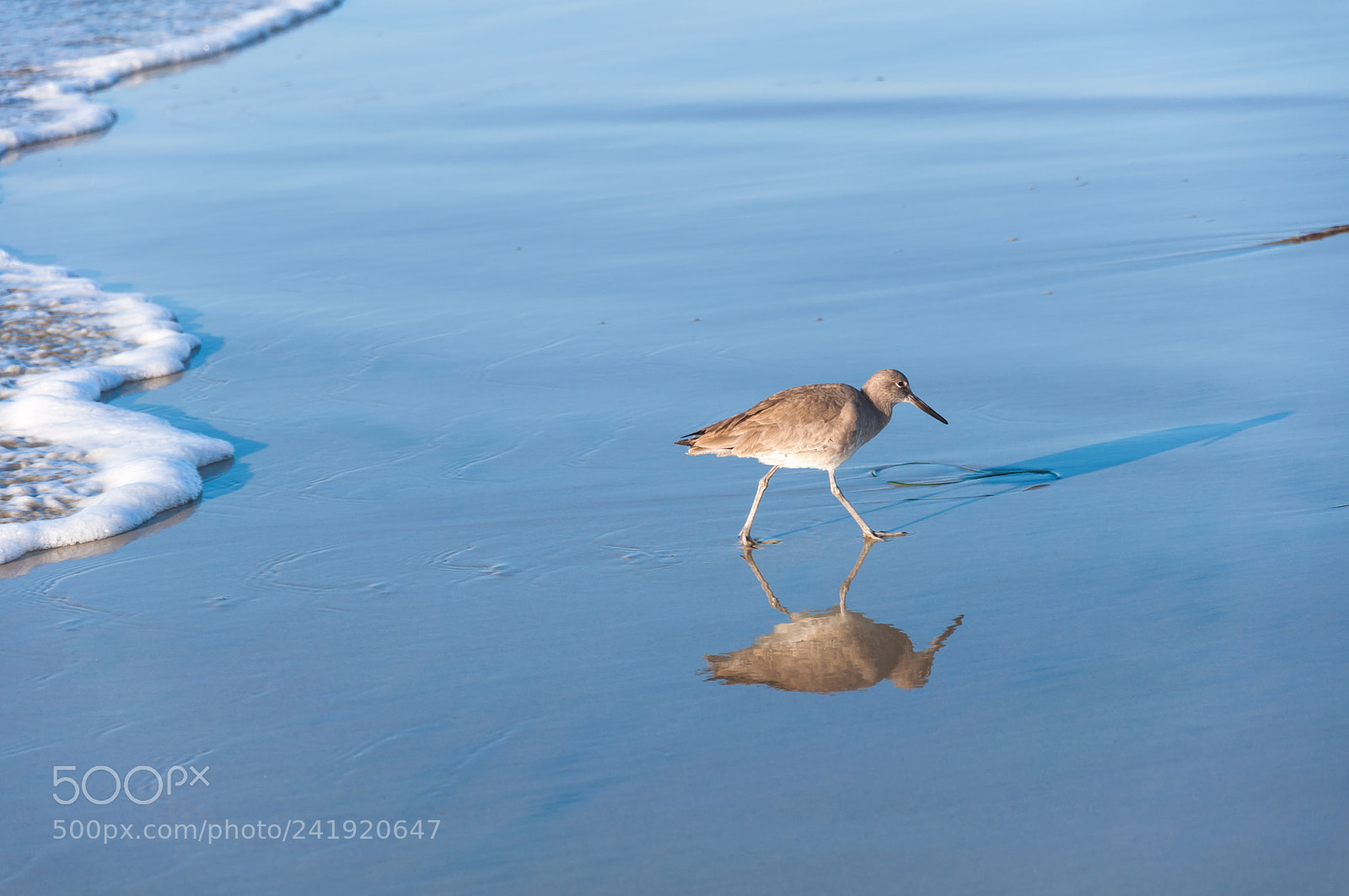 Nikon D90 sample photo. Sandpiper photography