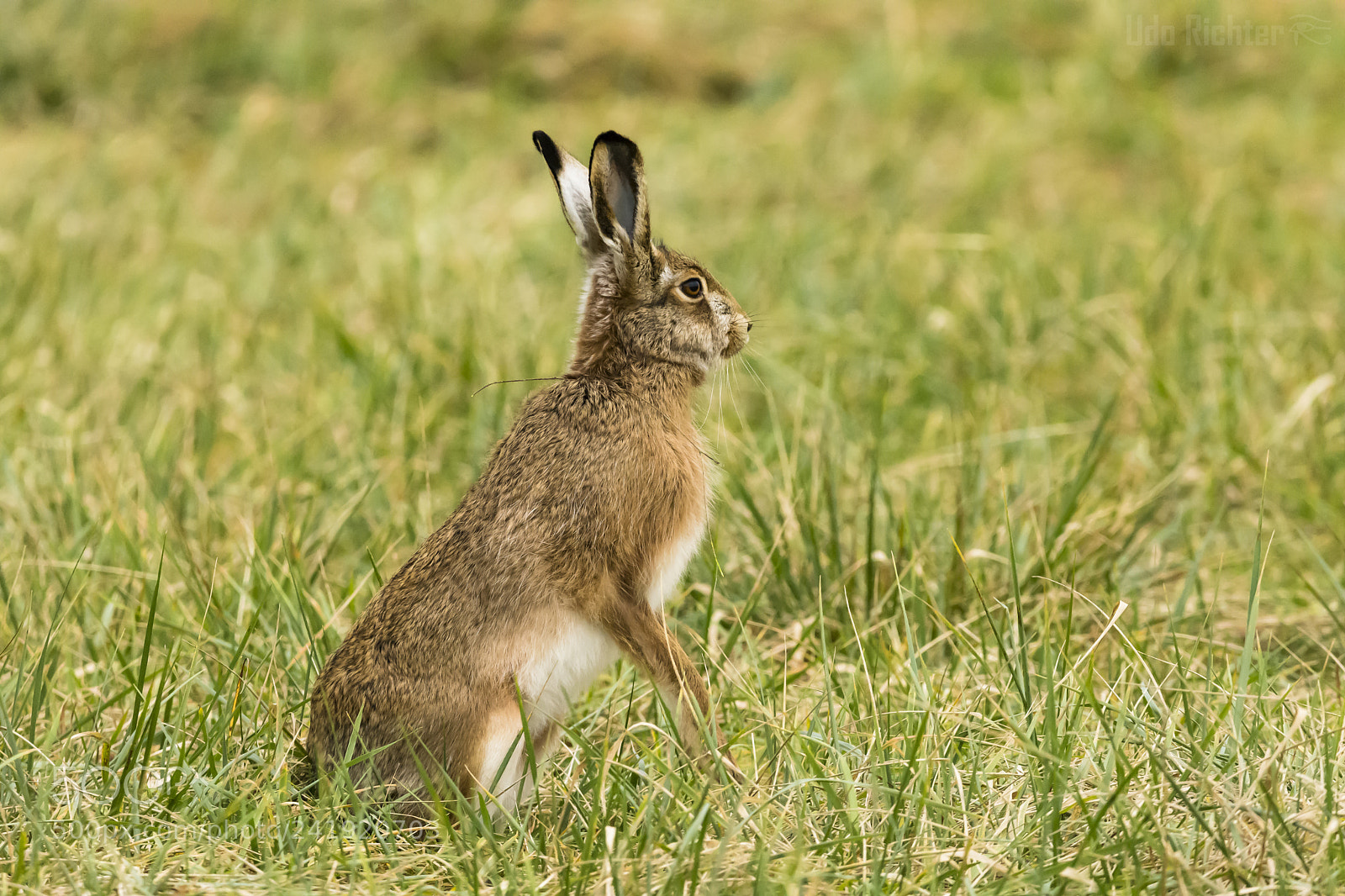 Nikon D7200 sample photo. 'brown hare lepus europaeus photography