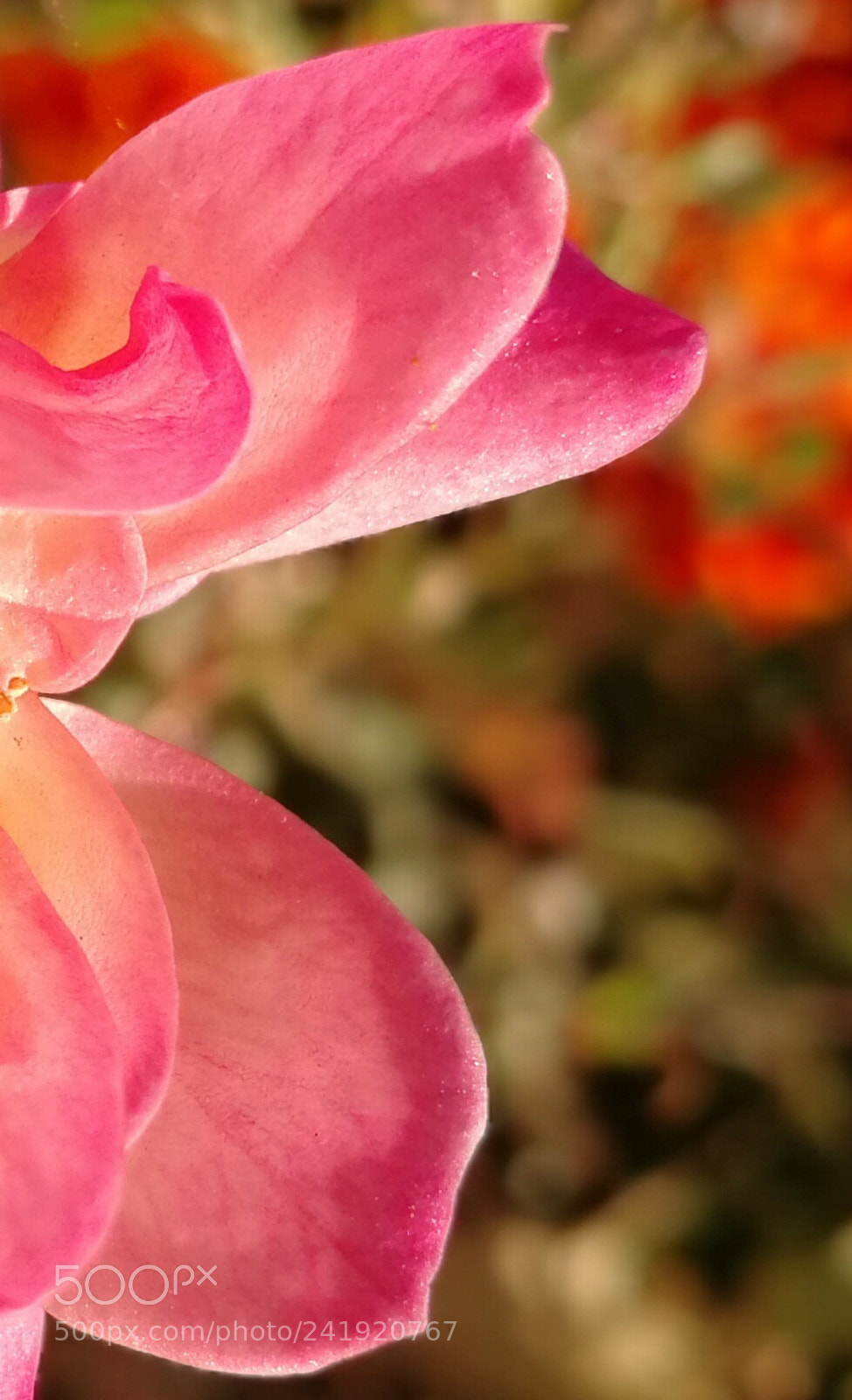 HUAWEI P10 sample photo. I feel like a photography
