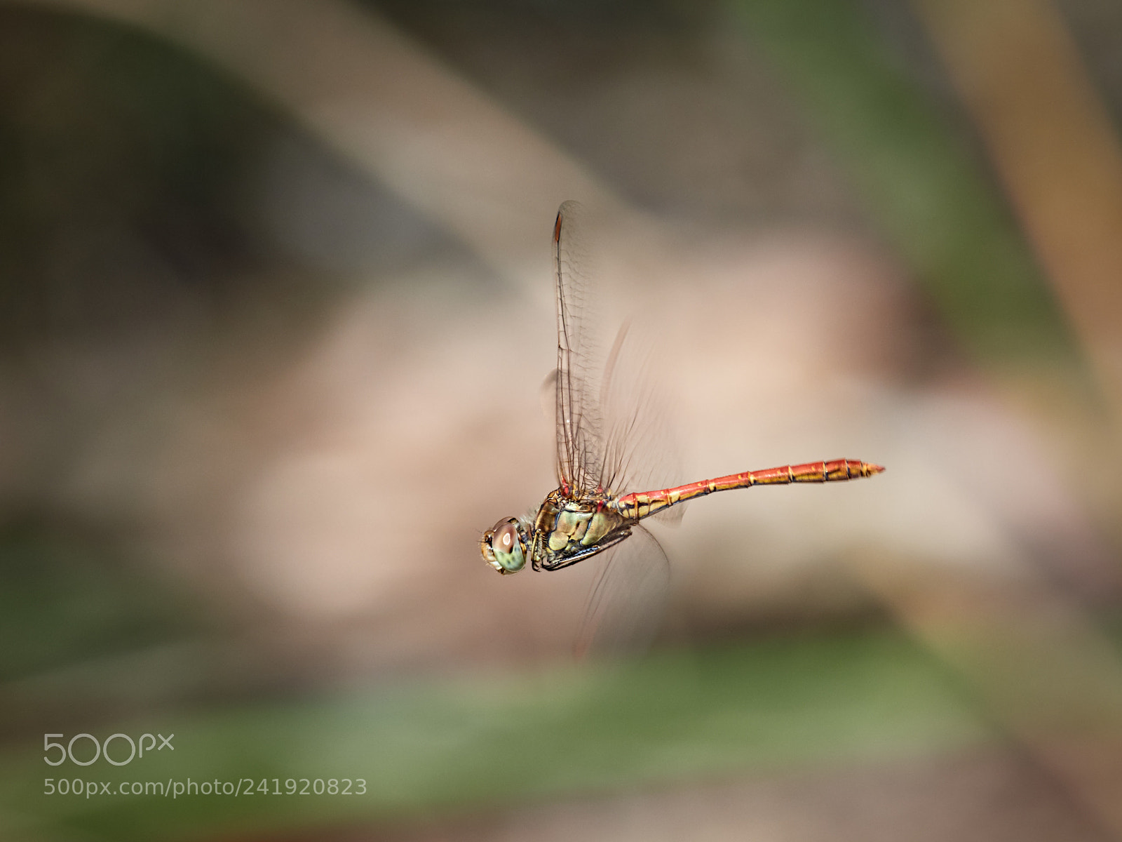 Olympus OM-D E-M1 Mark II sample photo. Sympetrum sanguineum photography