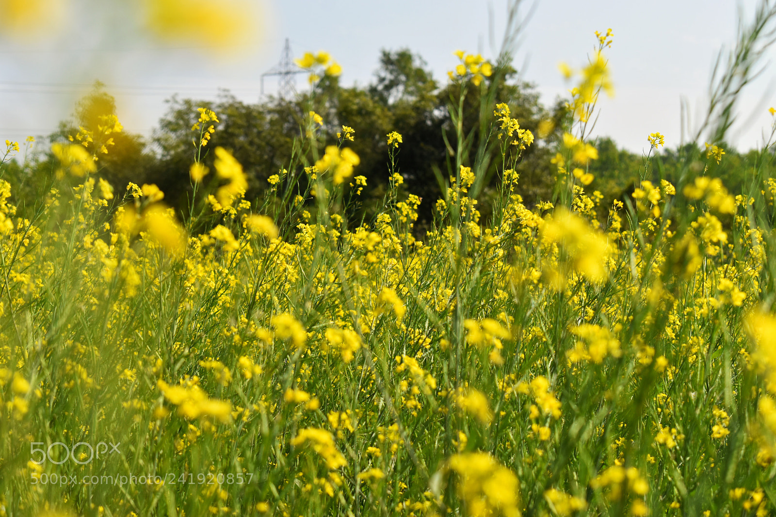 Nikon D5500 sample photo. Untitled photography