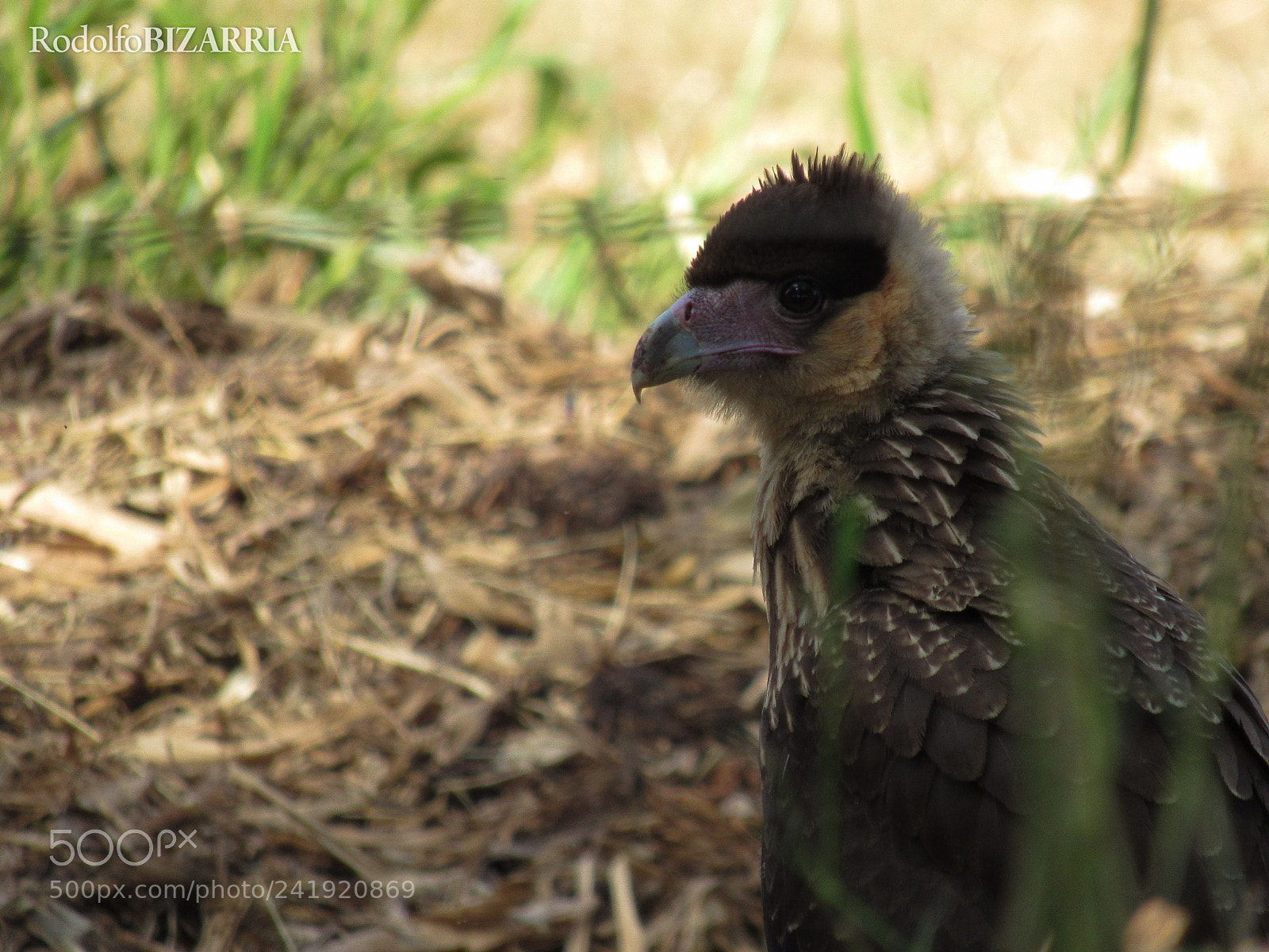 Canon PowerShot SX520 HS sample photo. Southern caracara photography