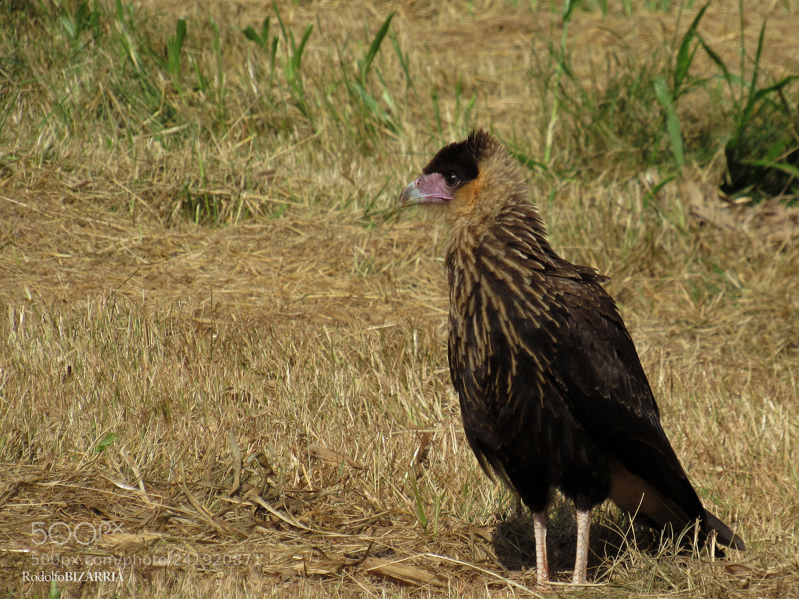 Canon PowerShot SX520 HS sample photo. Southern caracara photography