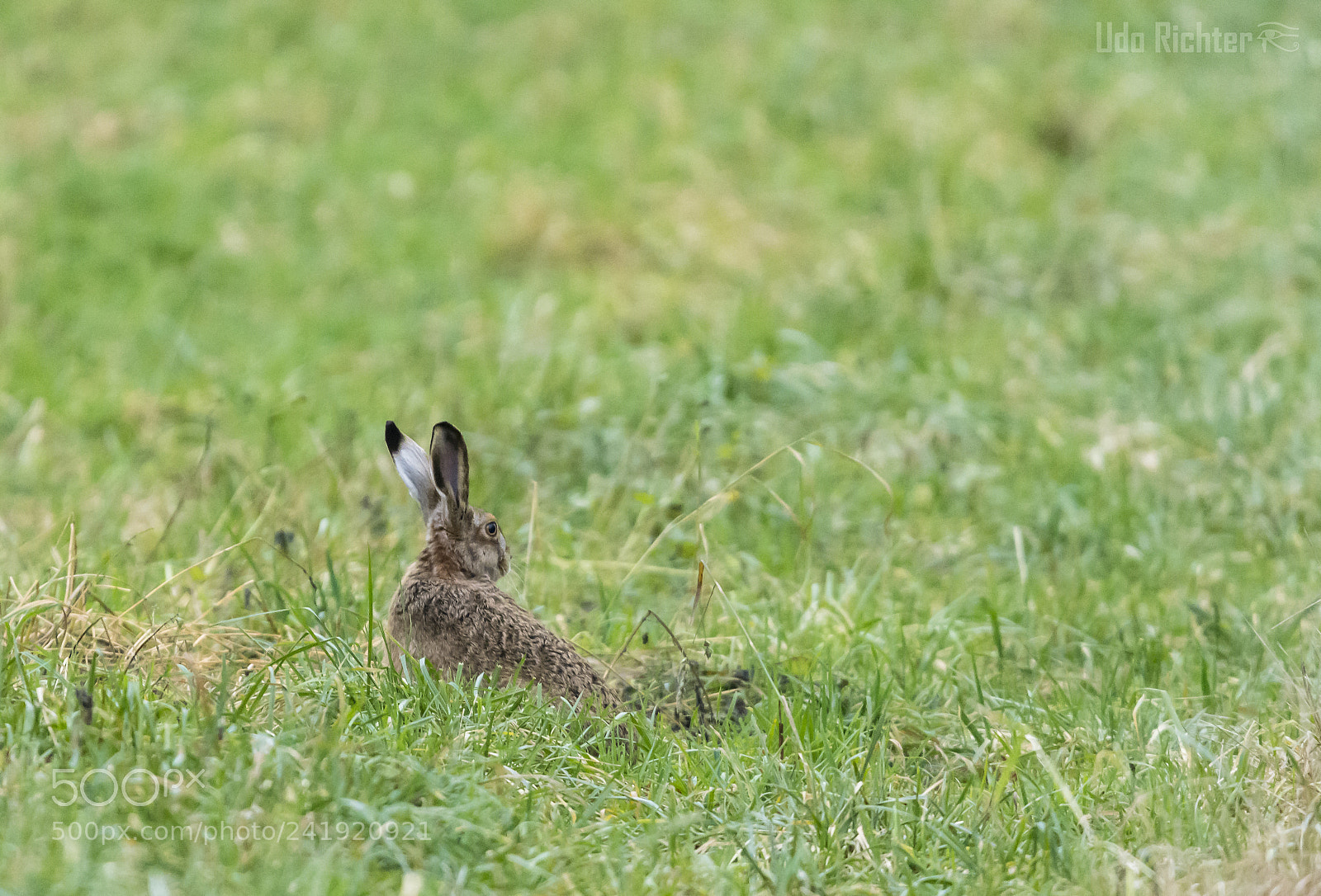 Nikon D7200 sample photo. 'brown hare lepus europaeus photography