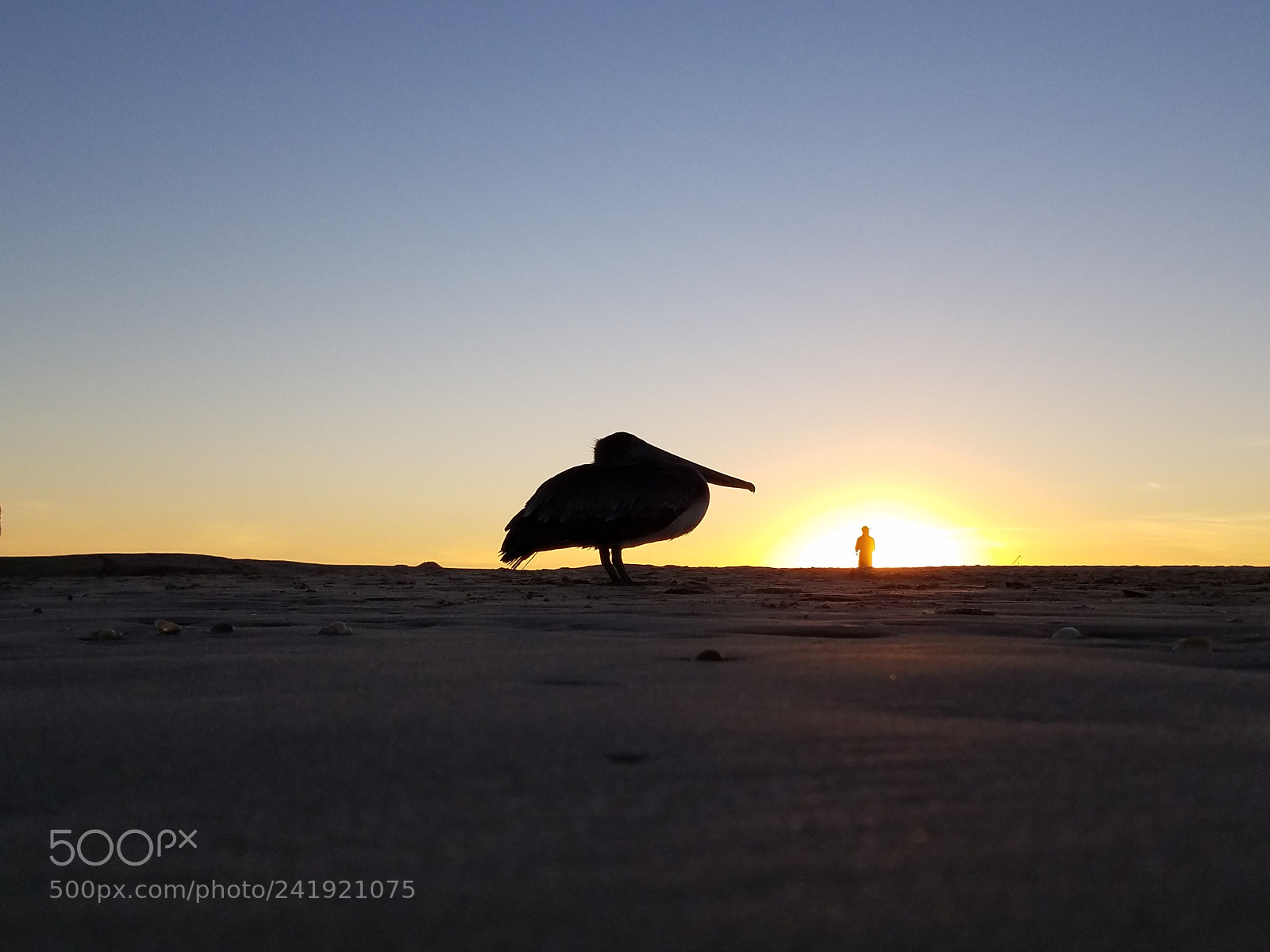 Samsung Galaxy S7 sample photo. Pelican at south padre photography
