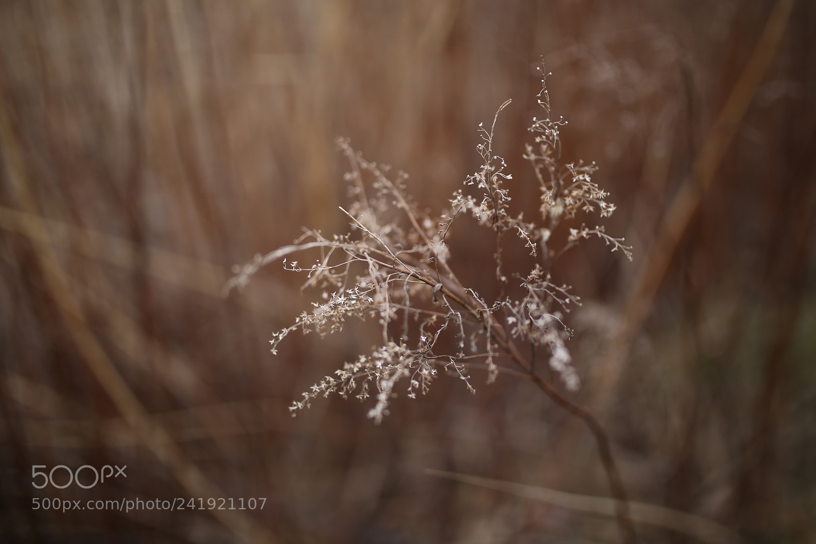 Sigma 35mm F1.4 DG HSM Art sample photo. Fall in winter photography