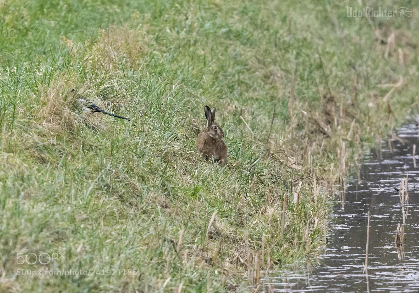 Nikon D7200 sample photo. 'brown hare lepus europaeus photography