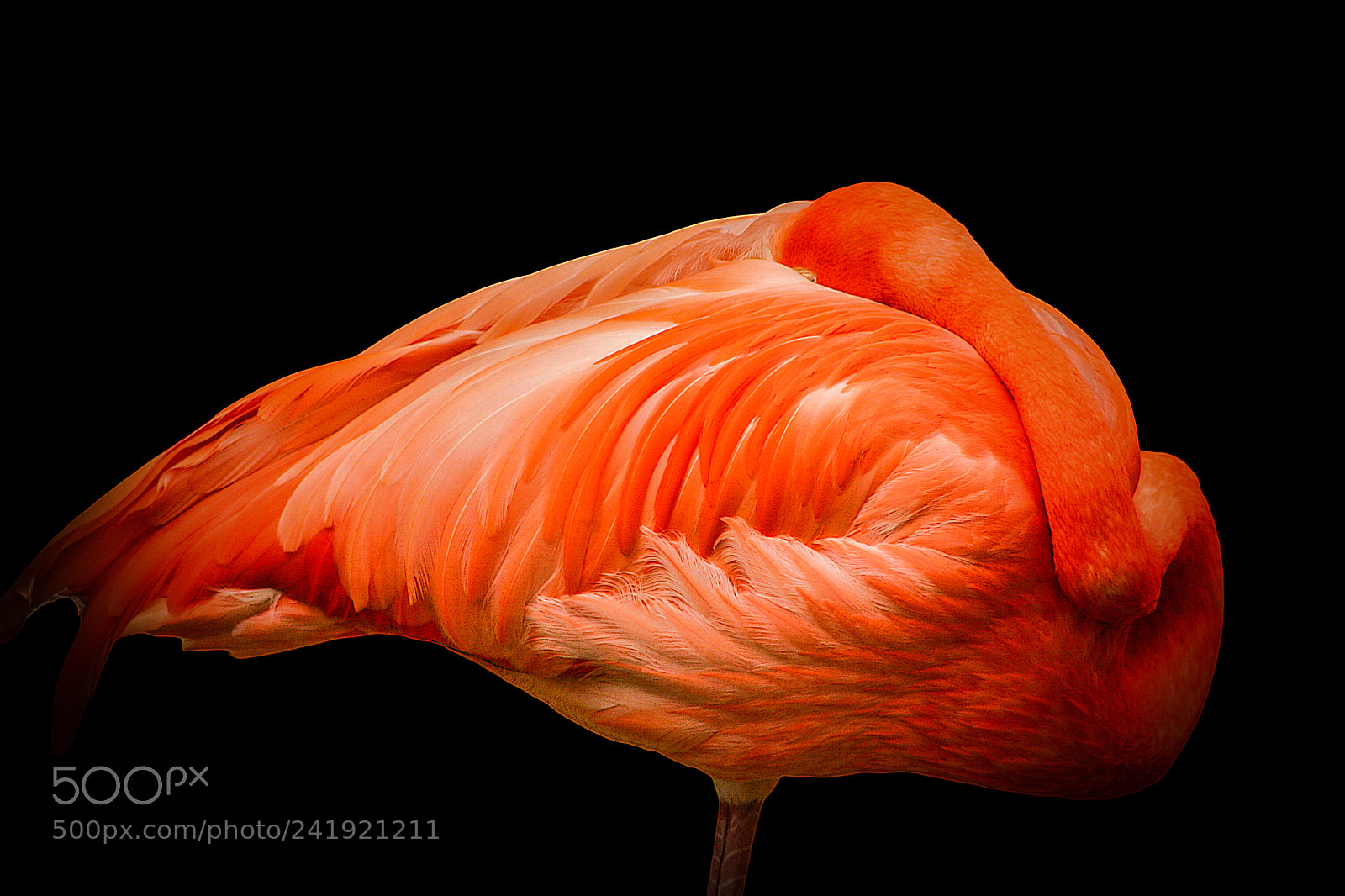 Canon EOS D60 sample photo. Sleeping flamingo photography