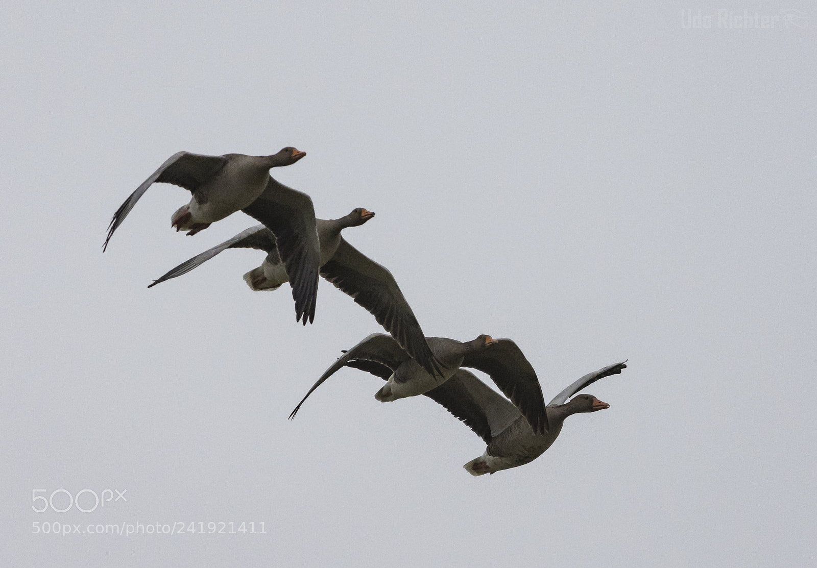 Nikon D7200 sample photo. 'grey geese anser anser photography