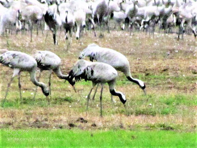 Canon PowerShot SX30 IS sample photo. Migration station to africa photography