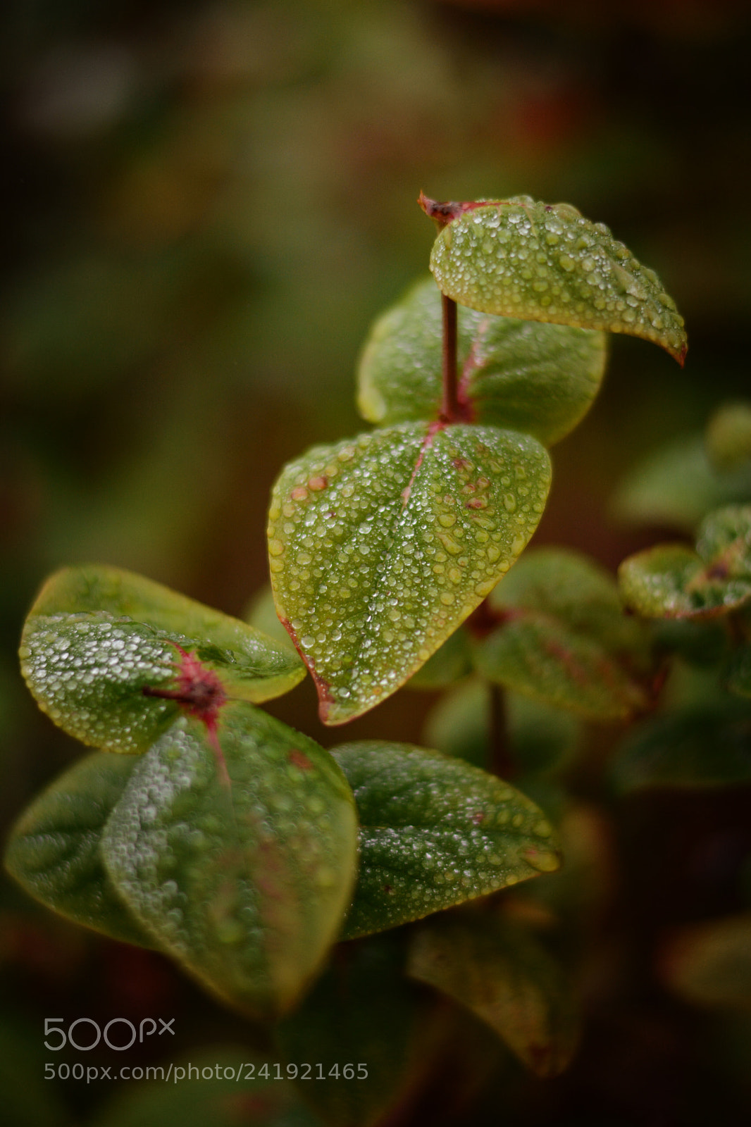 Nikon D7100 sample photo. Leaves photography