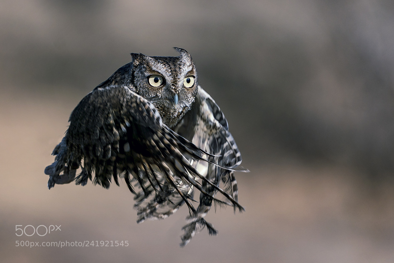 Sony a9 sample photo. Screech owl on the photography