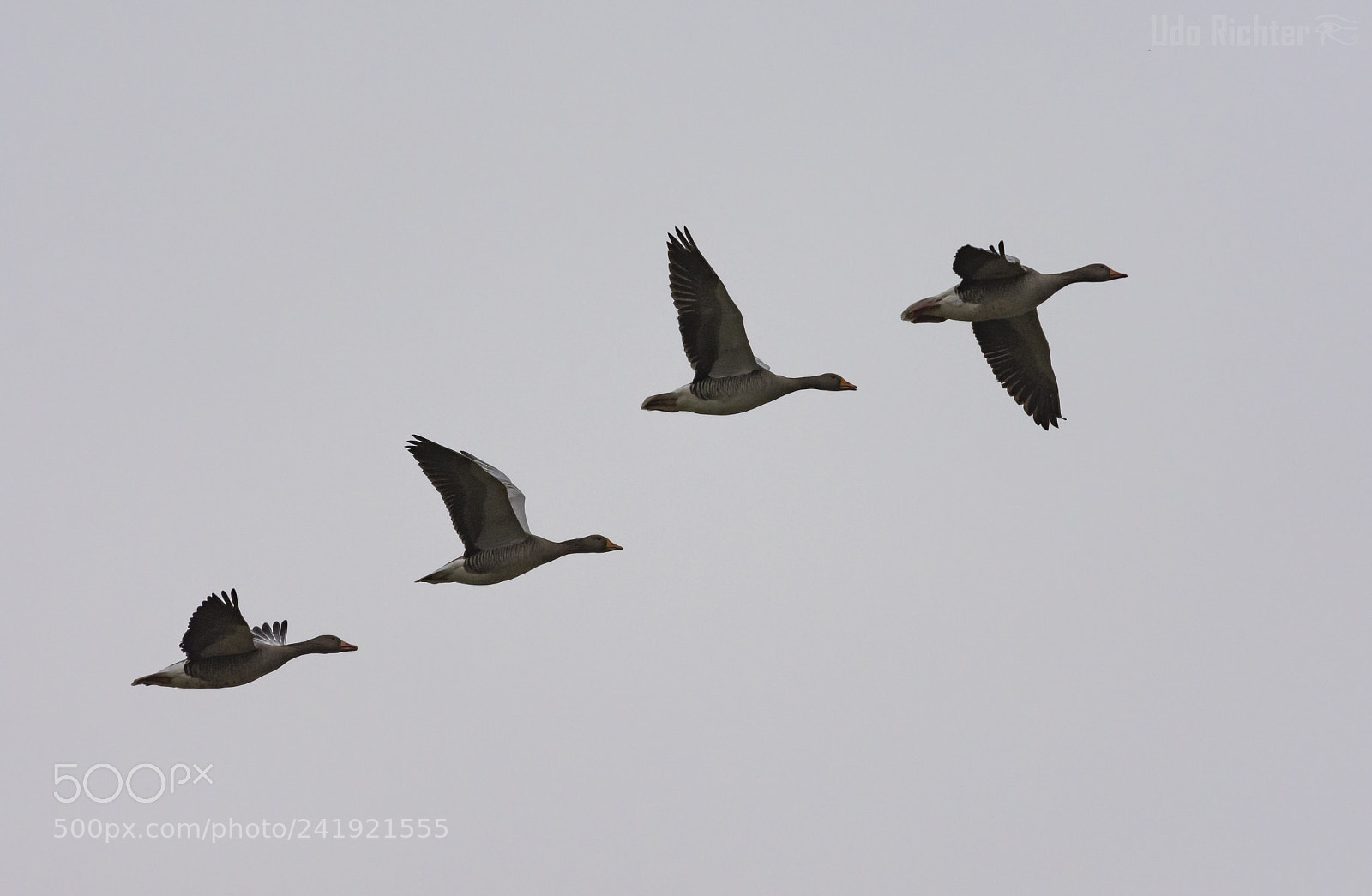 Nikon D7200 sample photo. 'grey geese anser anser photography