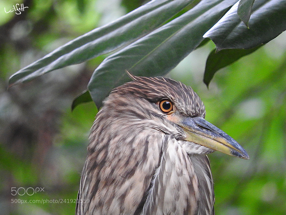Nikon Coolpix P610 sample photo. Brazilian bird photography