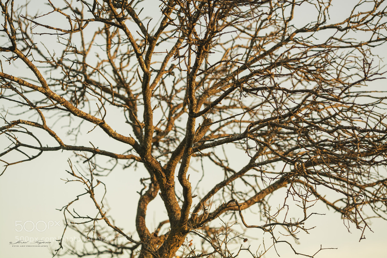 Nikon D7100 sample photo. The tree photography