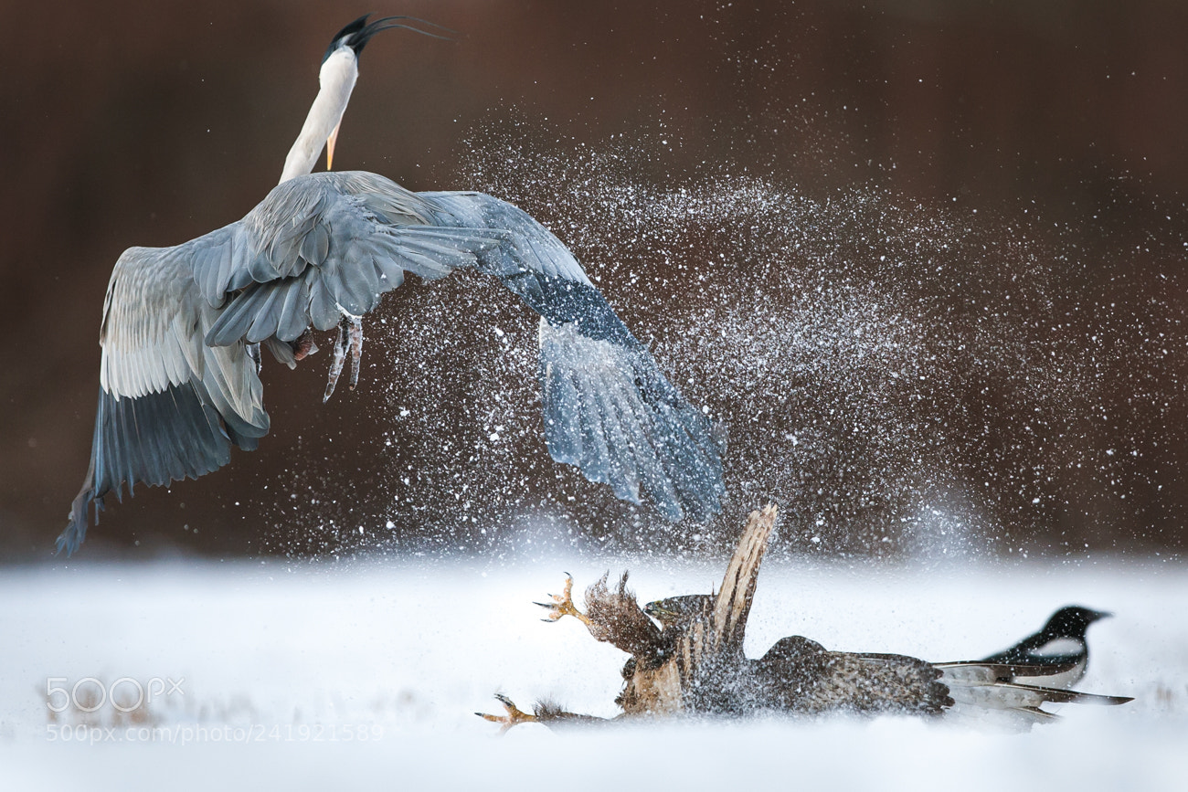 Canon EOS-1D Mark III sample photo. Claws vs beak photography