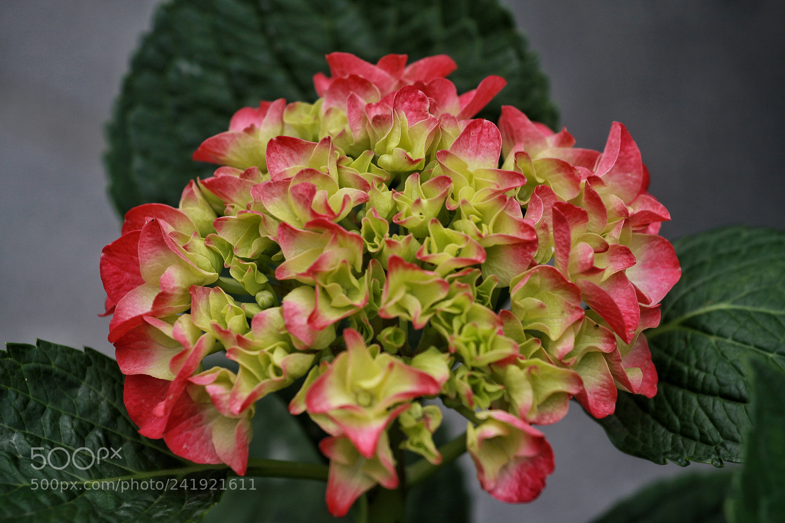 Canon EOS 50D sample photo. Untitled photography