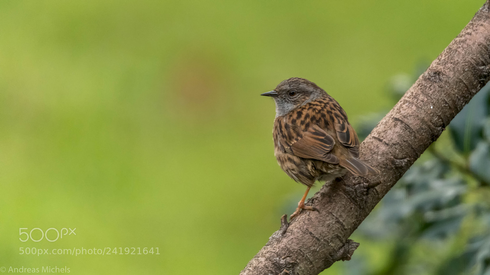 Nikon D850 sample photo. Heckenbraunelle. dunnock. photography