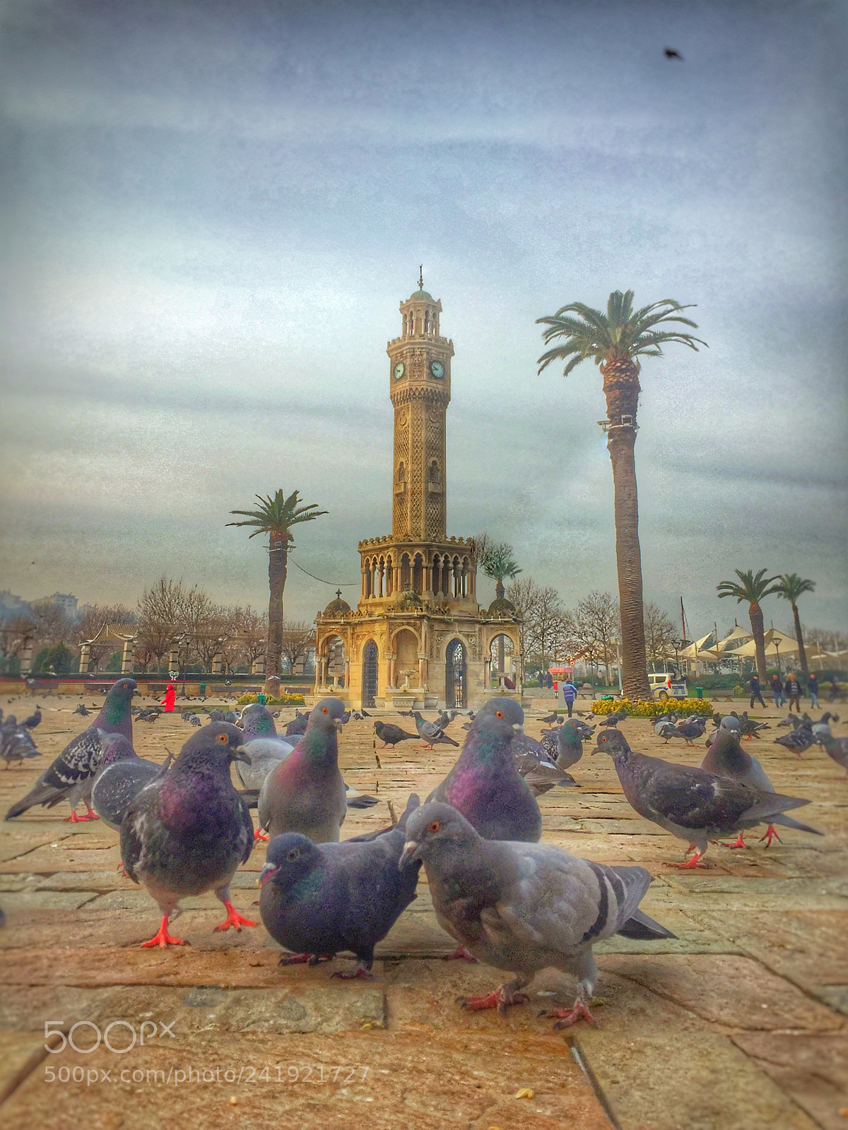 Apple iPhone 6 sample photo. Pigeonchitchat photography