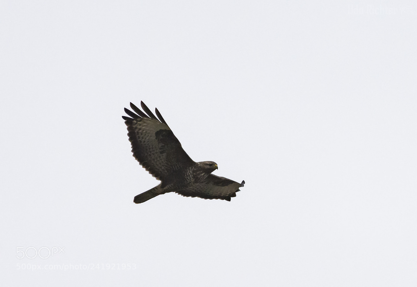 Nikon D7200 sample photo. 'common buzzard buteo buteo photography