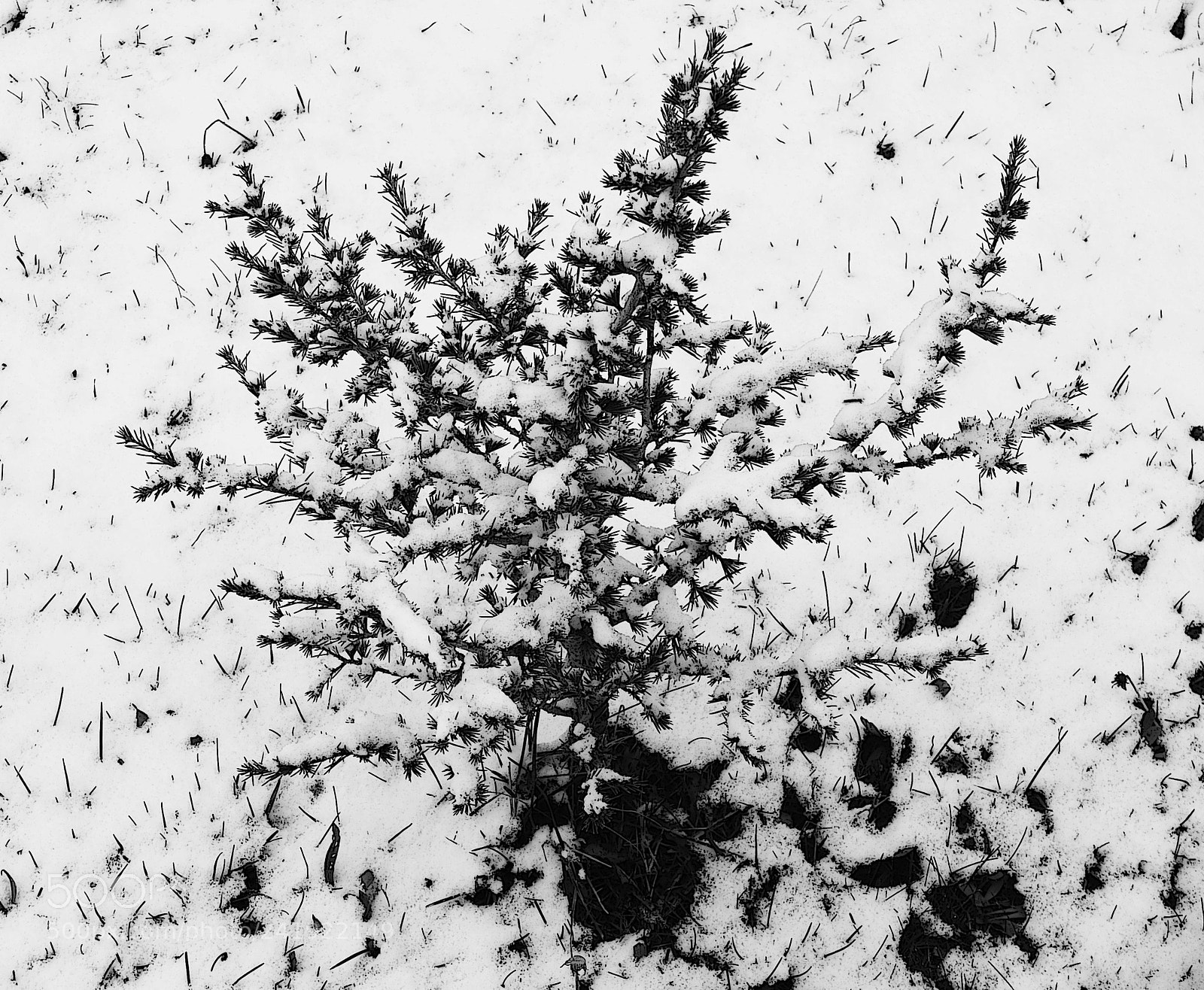 Fujifilm X20 sample photo. Tree photography
