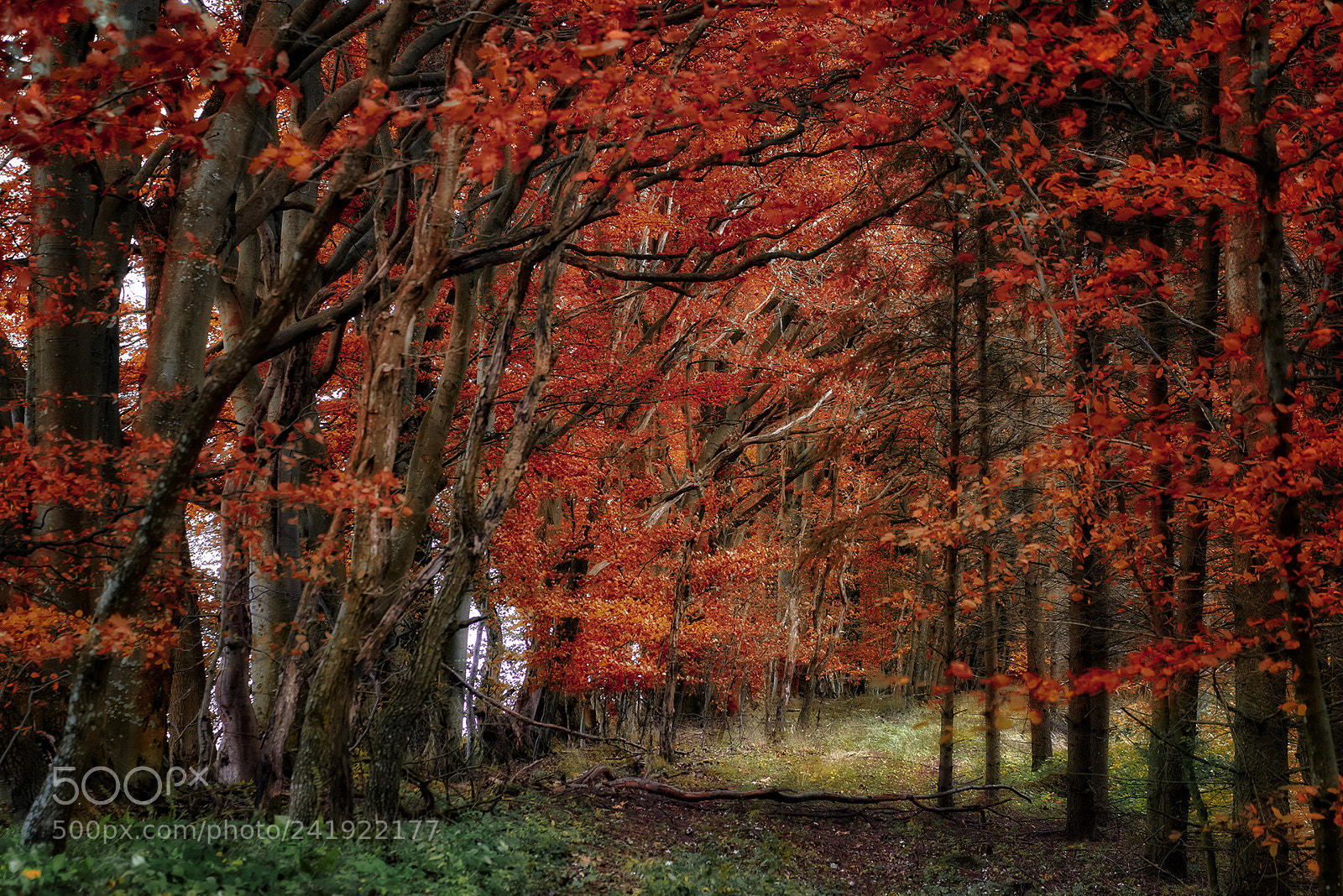 Nikon D810 sample photo. Forest scenes (6) photography