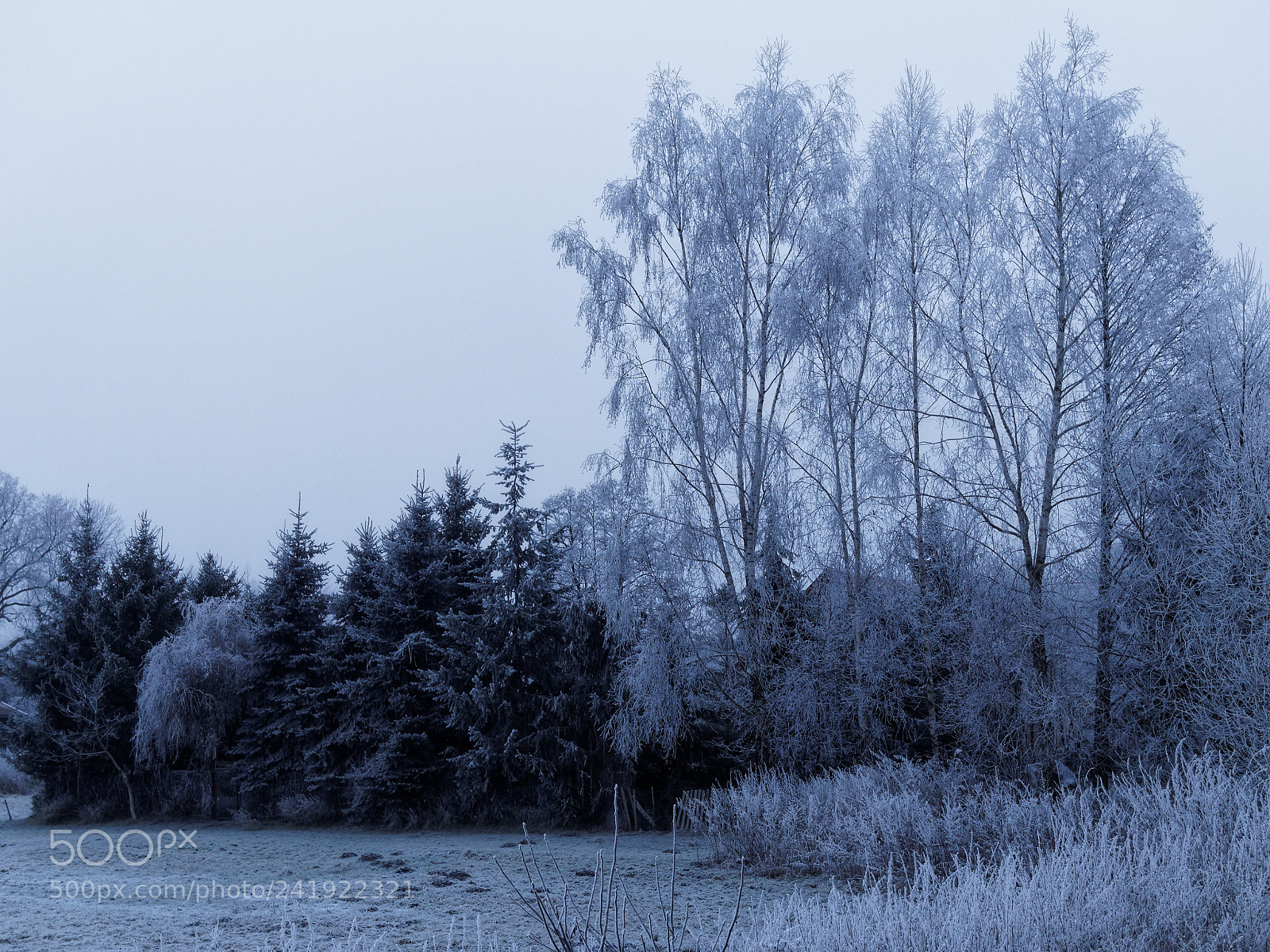 Olympus OM-D E-M10 sample photo. Cold afternoon . photography