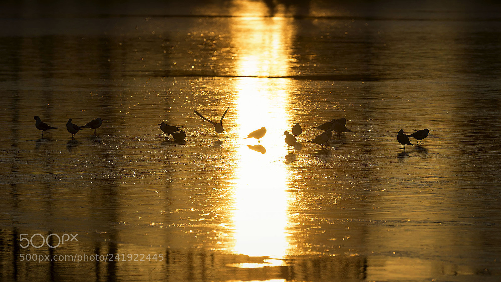 Sony a7 II sample photo. Black-headed gulls enjoying the photography