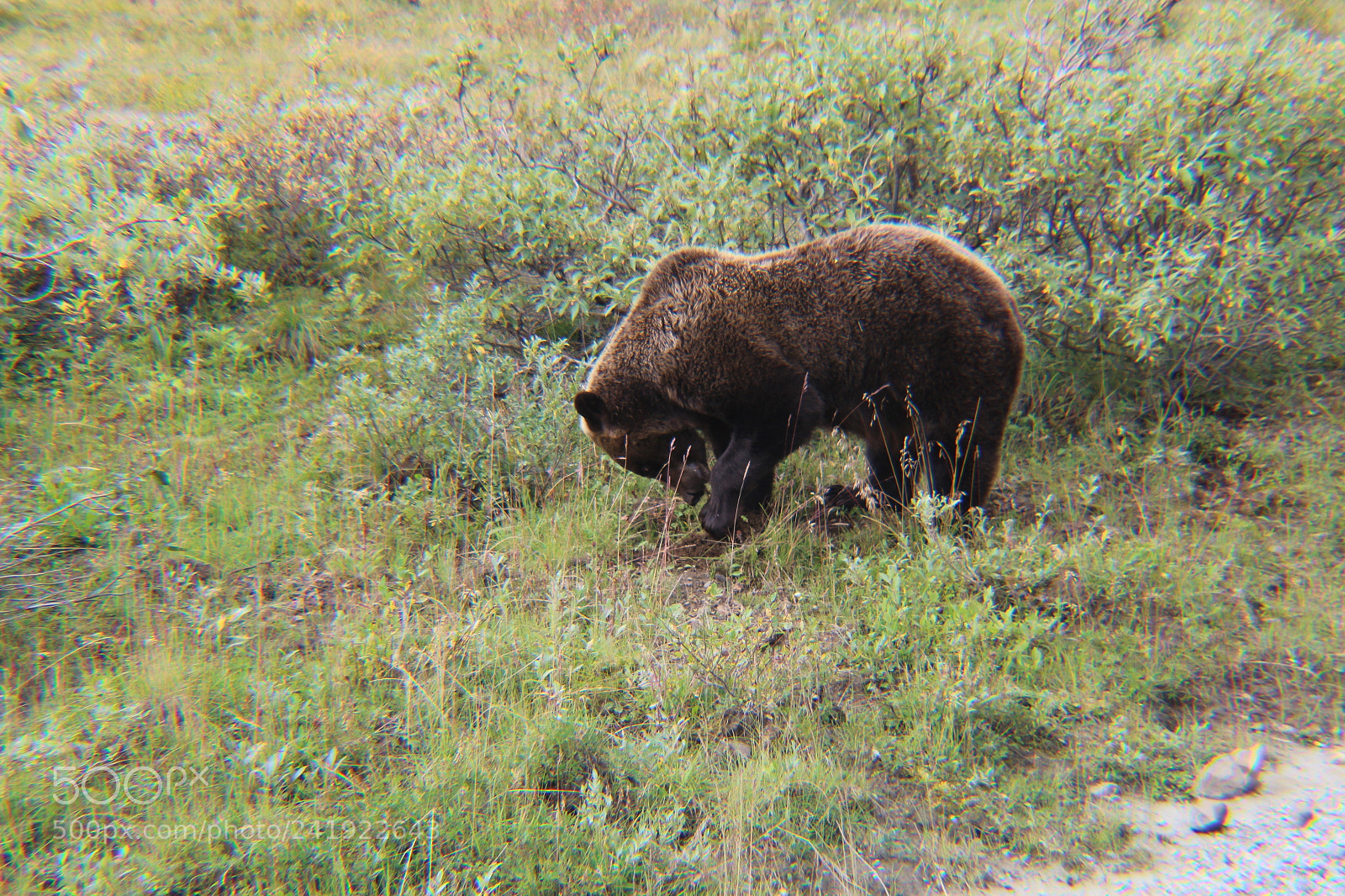 Canon EOS 1200D (EOS Rebel T5 / EOS Kiss X70 / EOS Hi) sample photo. Bear n' bush photography