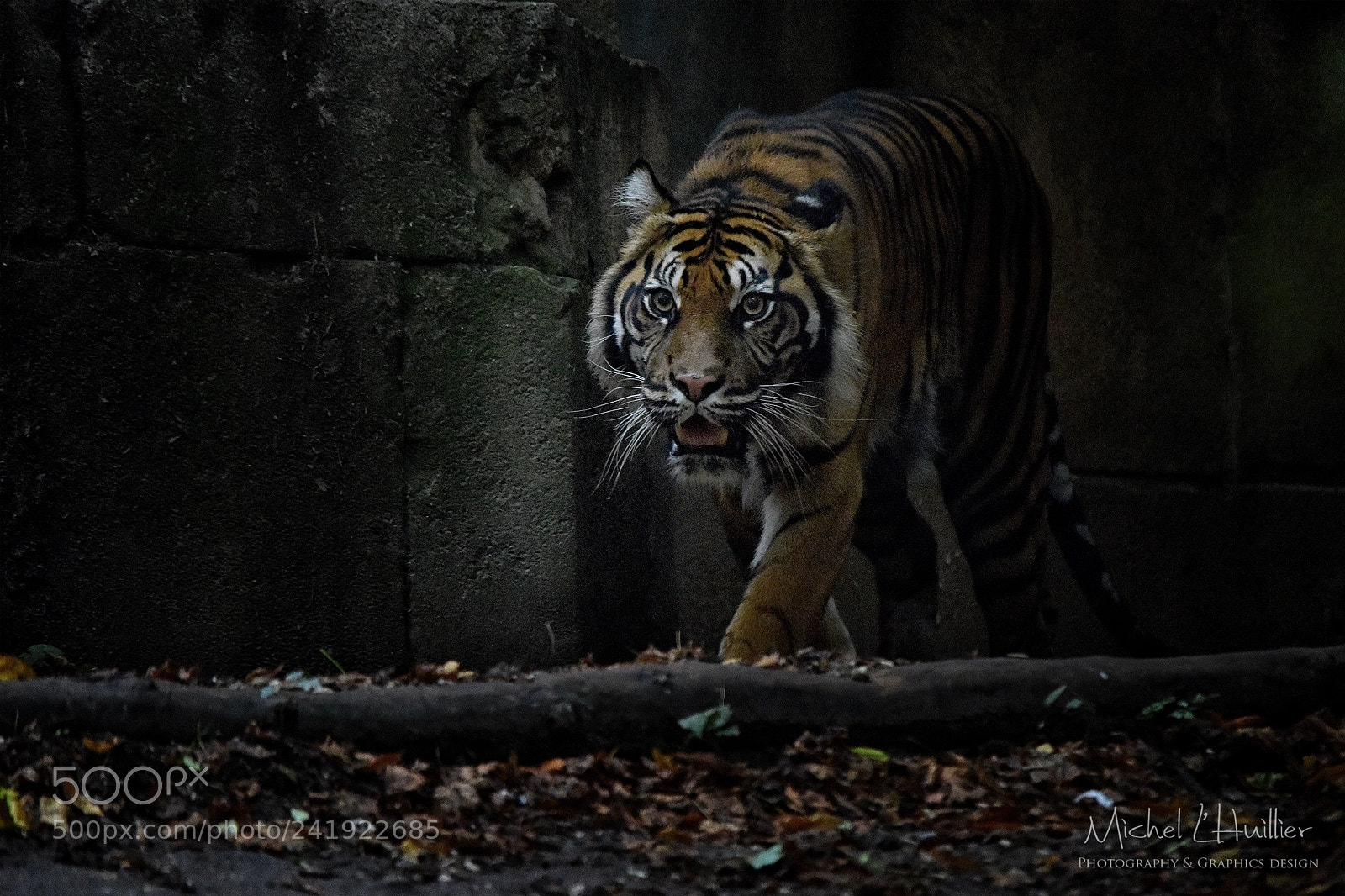 Nikon D810 sample photo. Tiger photography