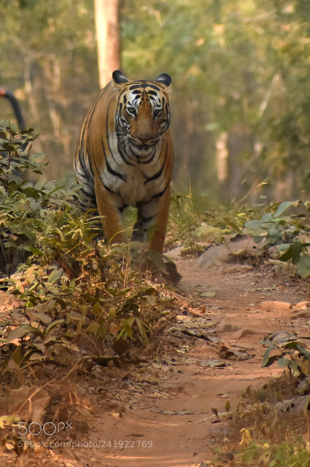 Nikon D7200 sample photo. Untitled photography