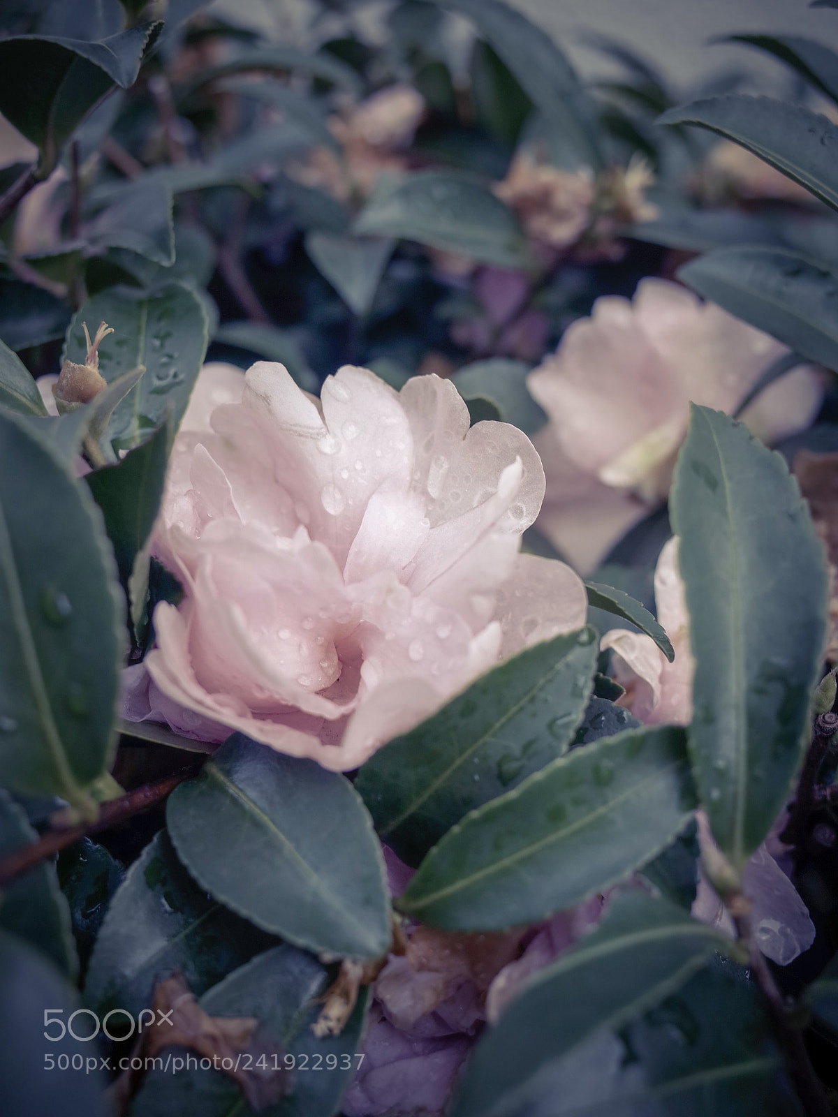 Ricoh GR II sample photo. Untitled photography