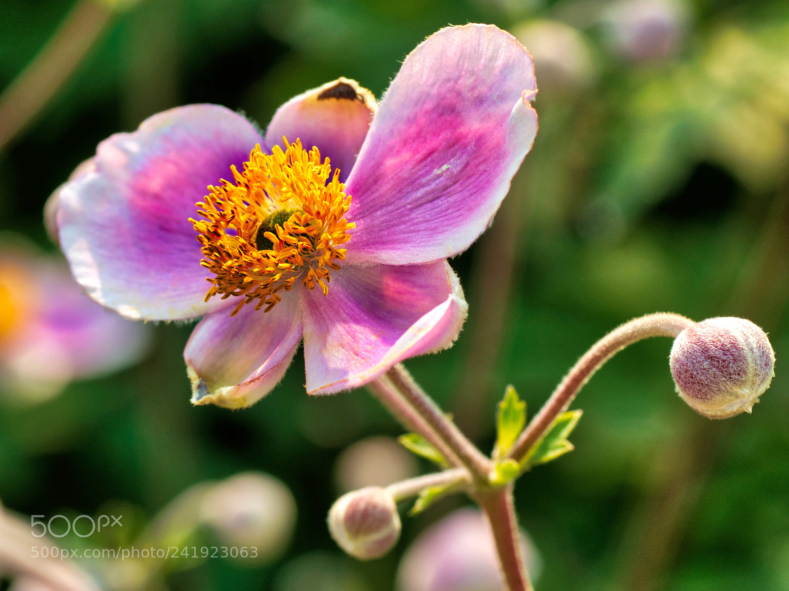 Olympus OM-D E-M5 II sample photo. Fall anemone ... photography