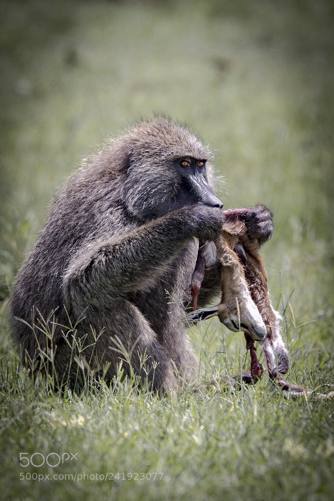 Nikon D5 sample photo. Baboon & impala fawn photography