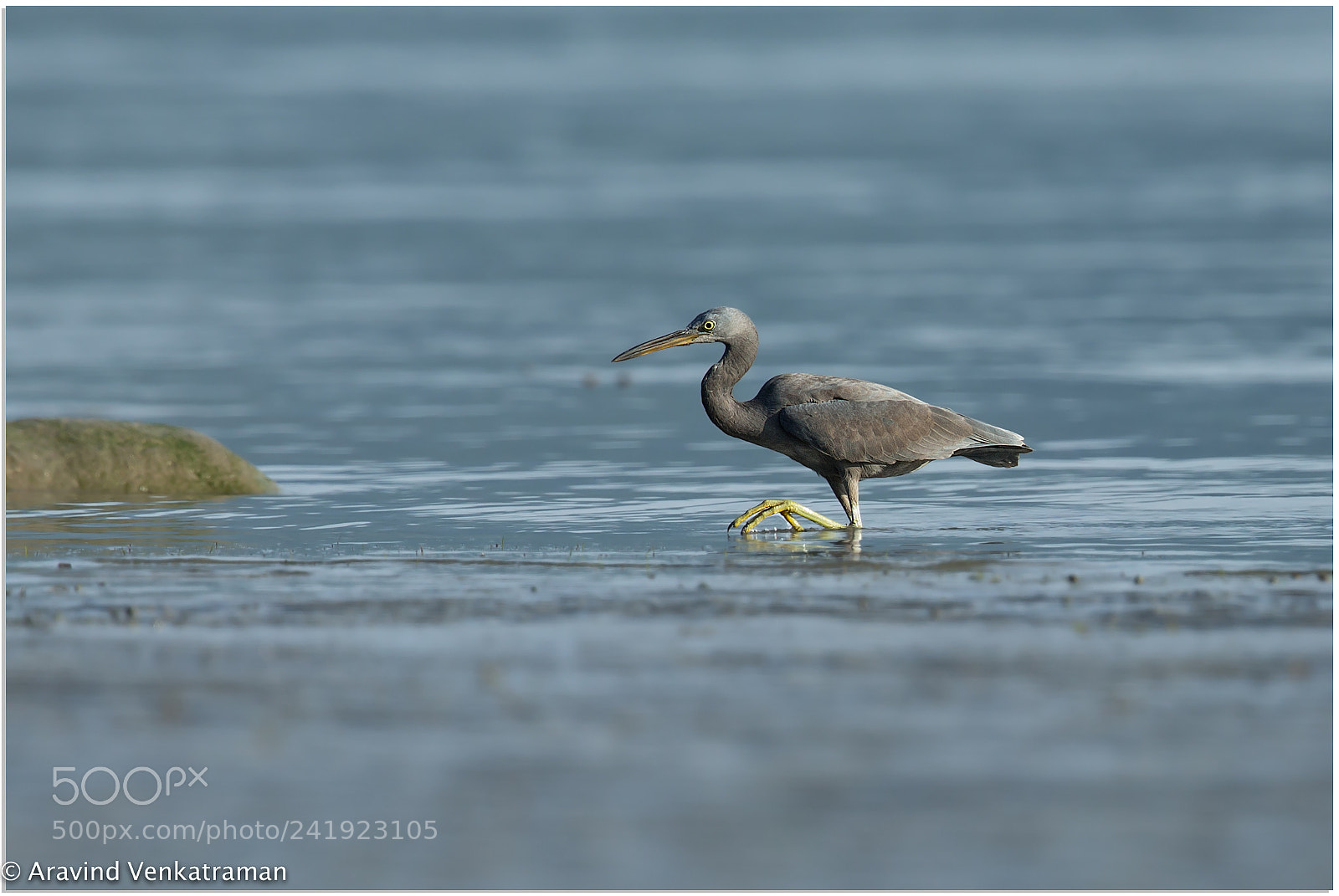 Canon EOS-1D X sample photo. Pacific reef egret photography
